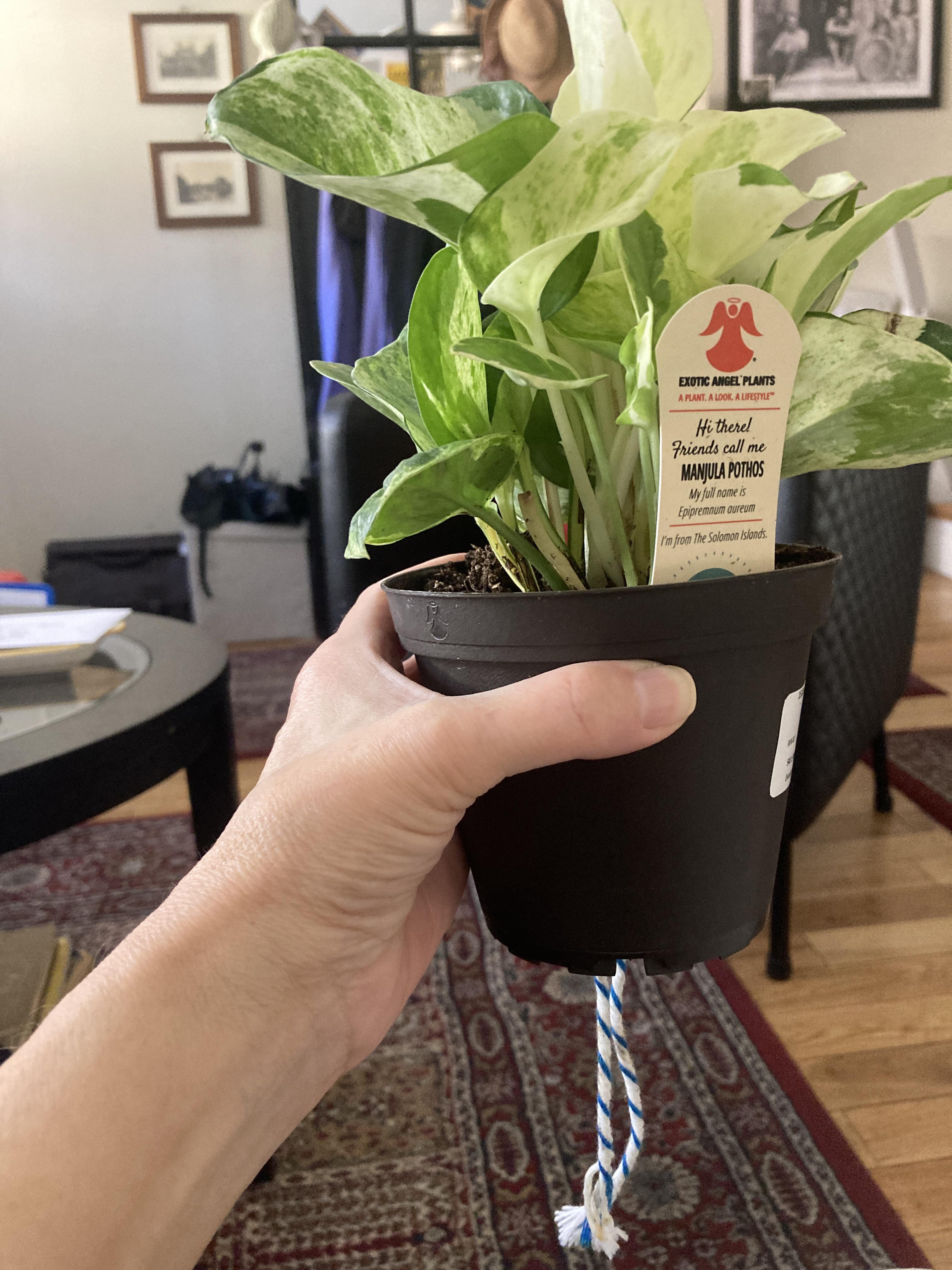 Wick and grow. What do you think of this method? r/plantclinic