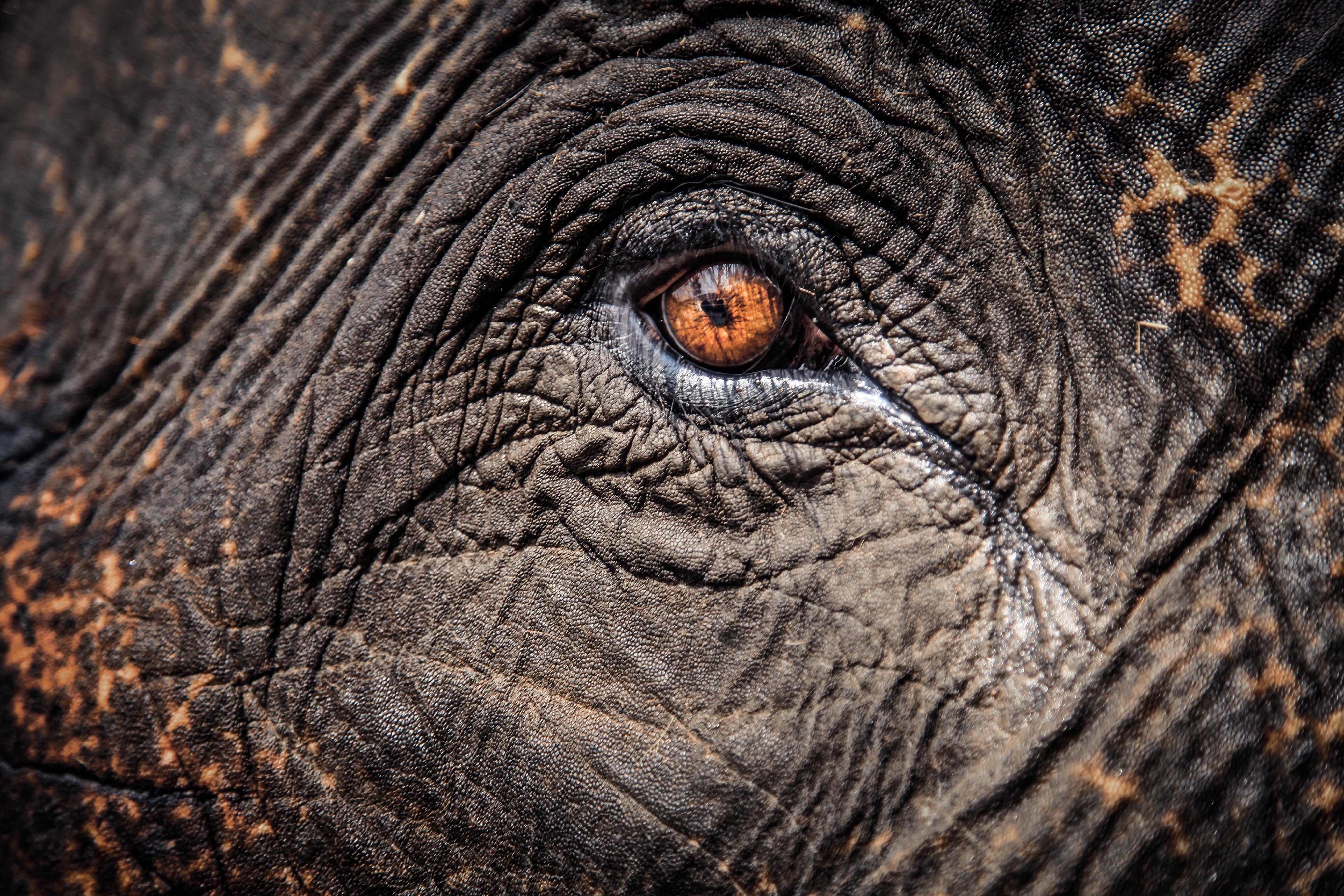 🔥 eye of the elephant (India) r/NatureIsFuckingLit