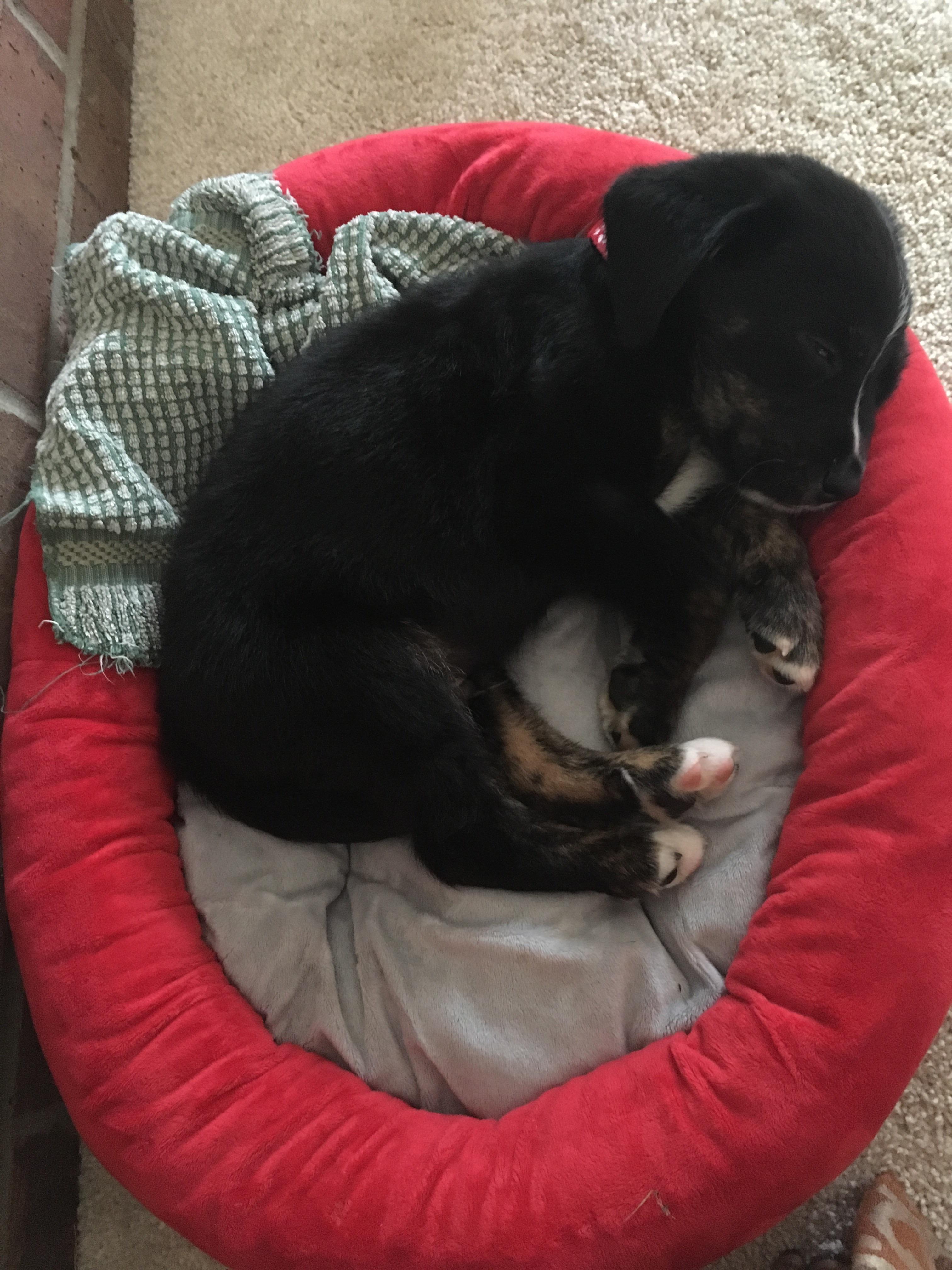 Is there room for Lincoln? 8 week old Black Lab and Bernese Mountain
