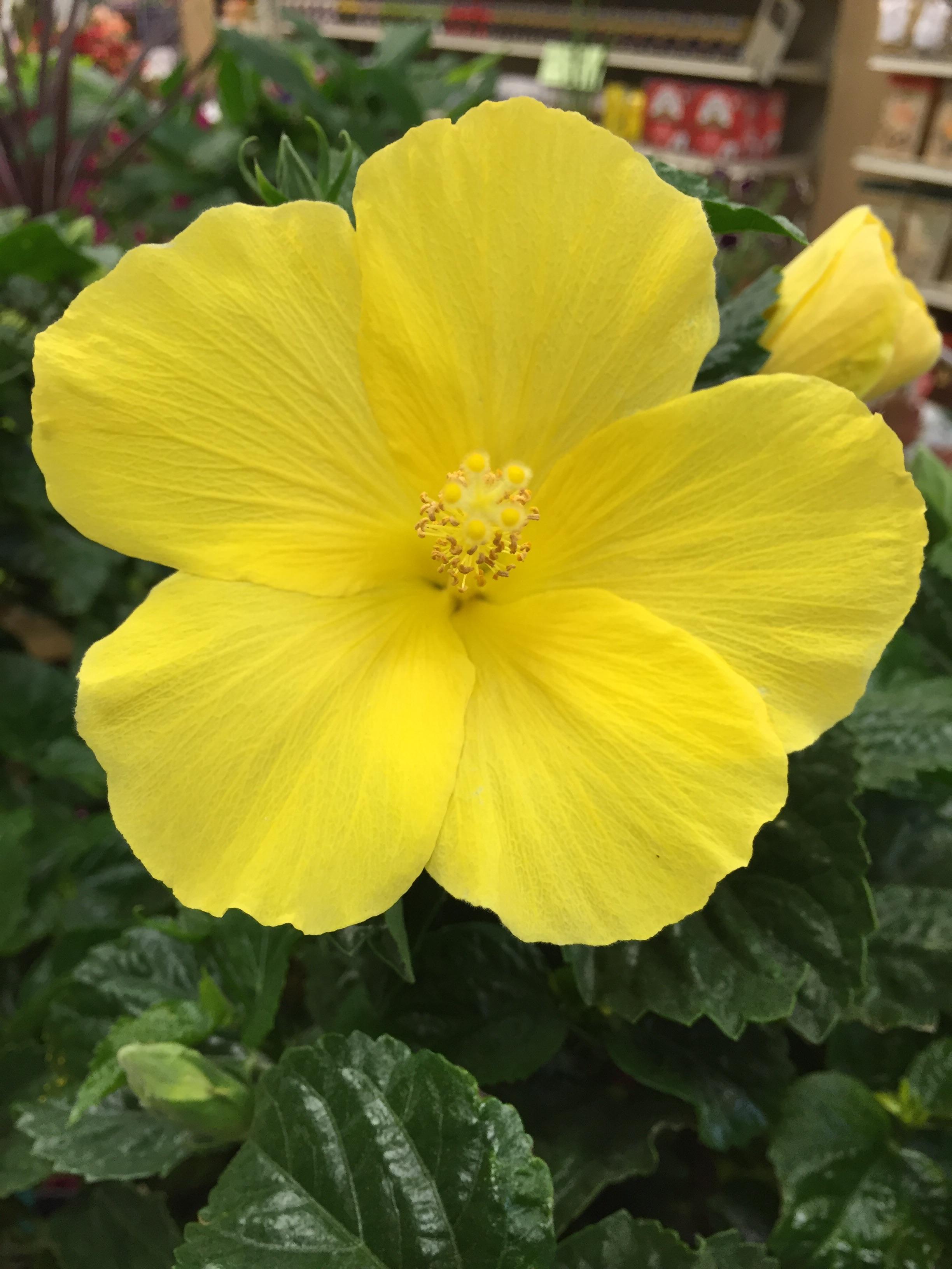 Perfect yellow hibiscus! r/gardening