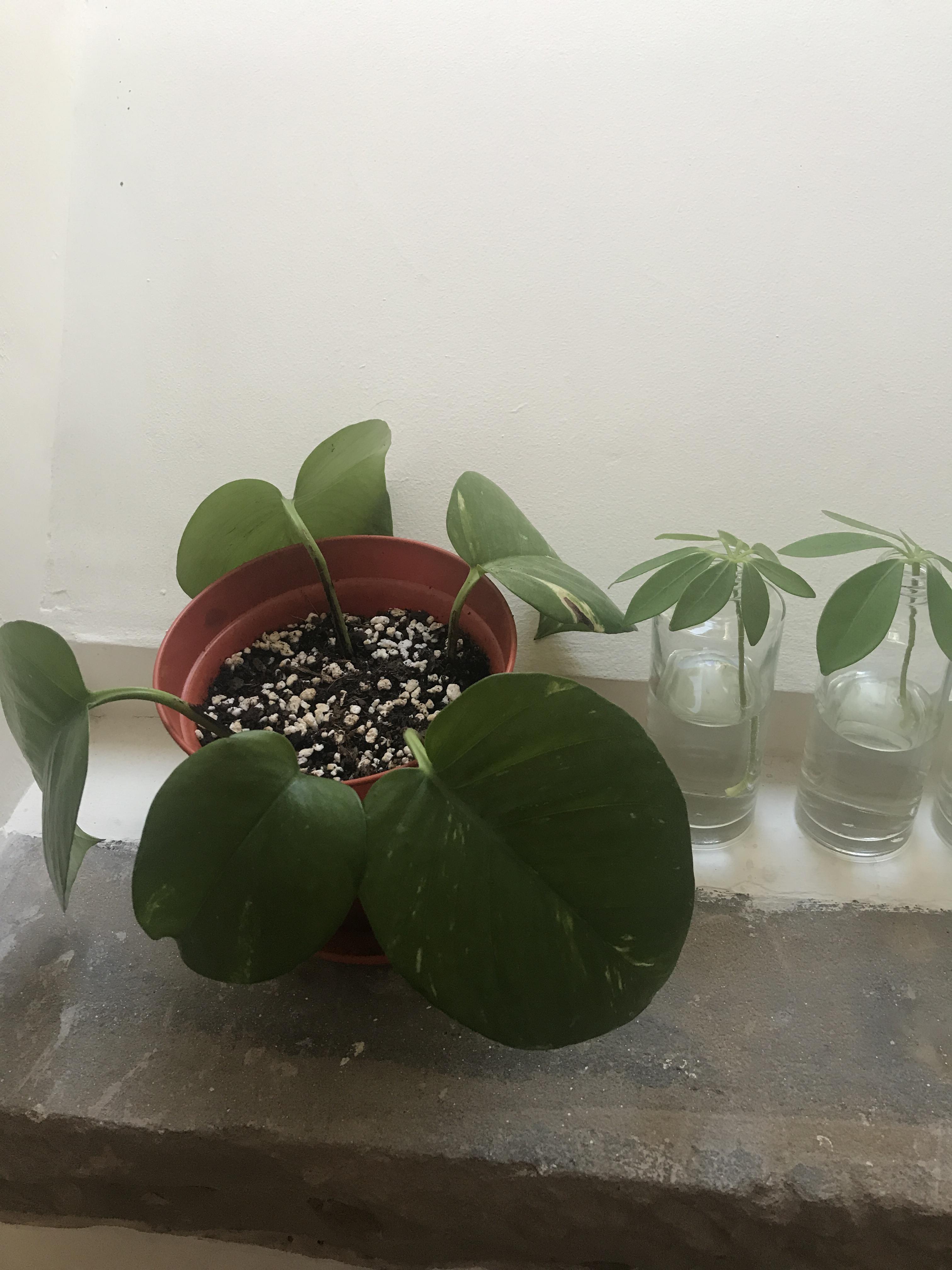 Newly transplanted. How often should I be giving water while it