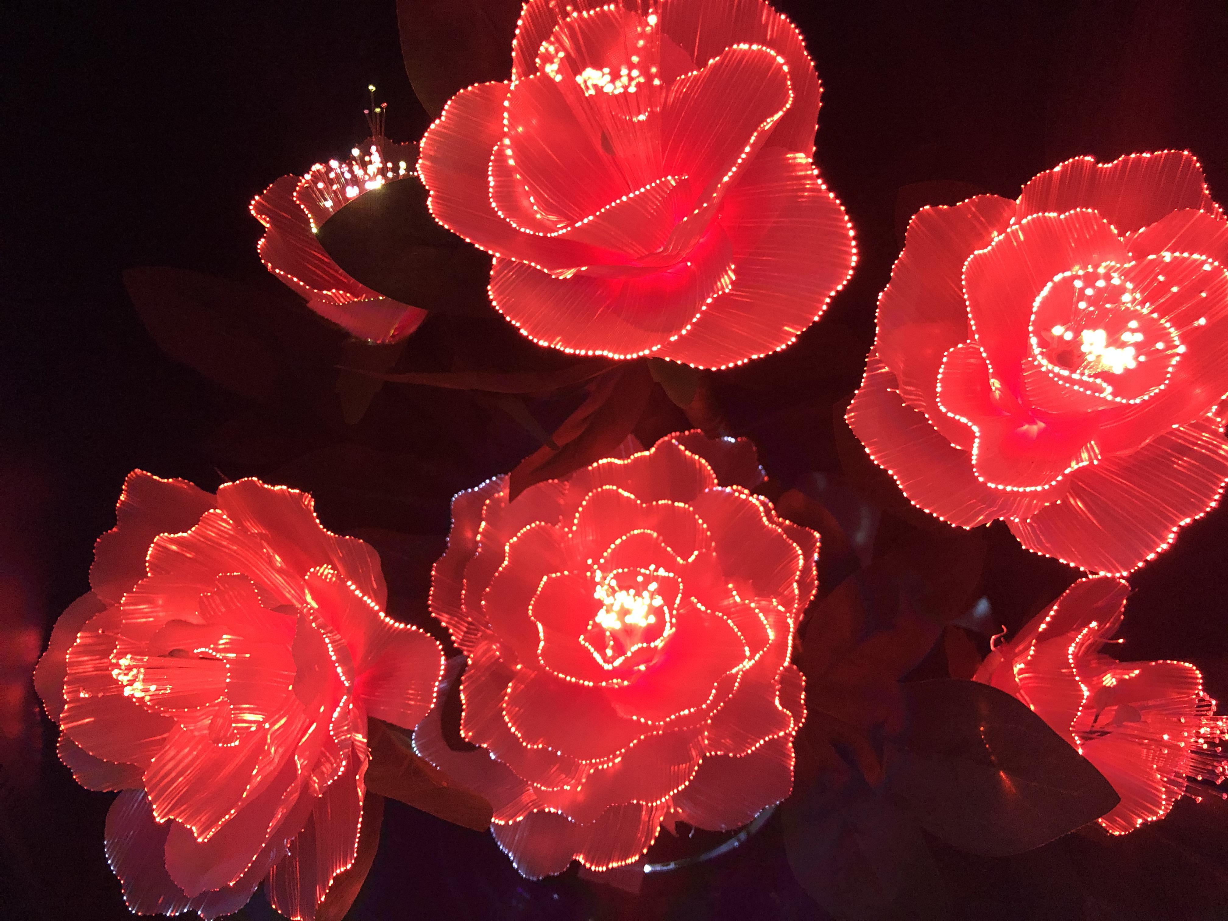 ITAP of LED roses itookapicture