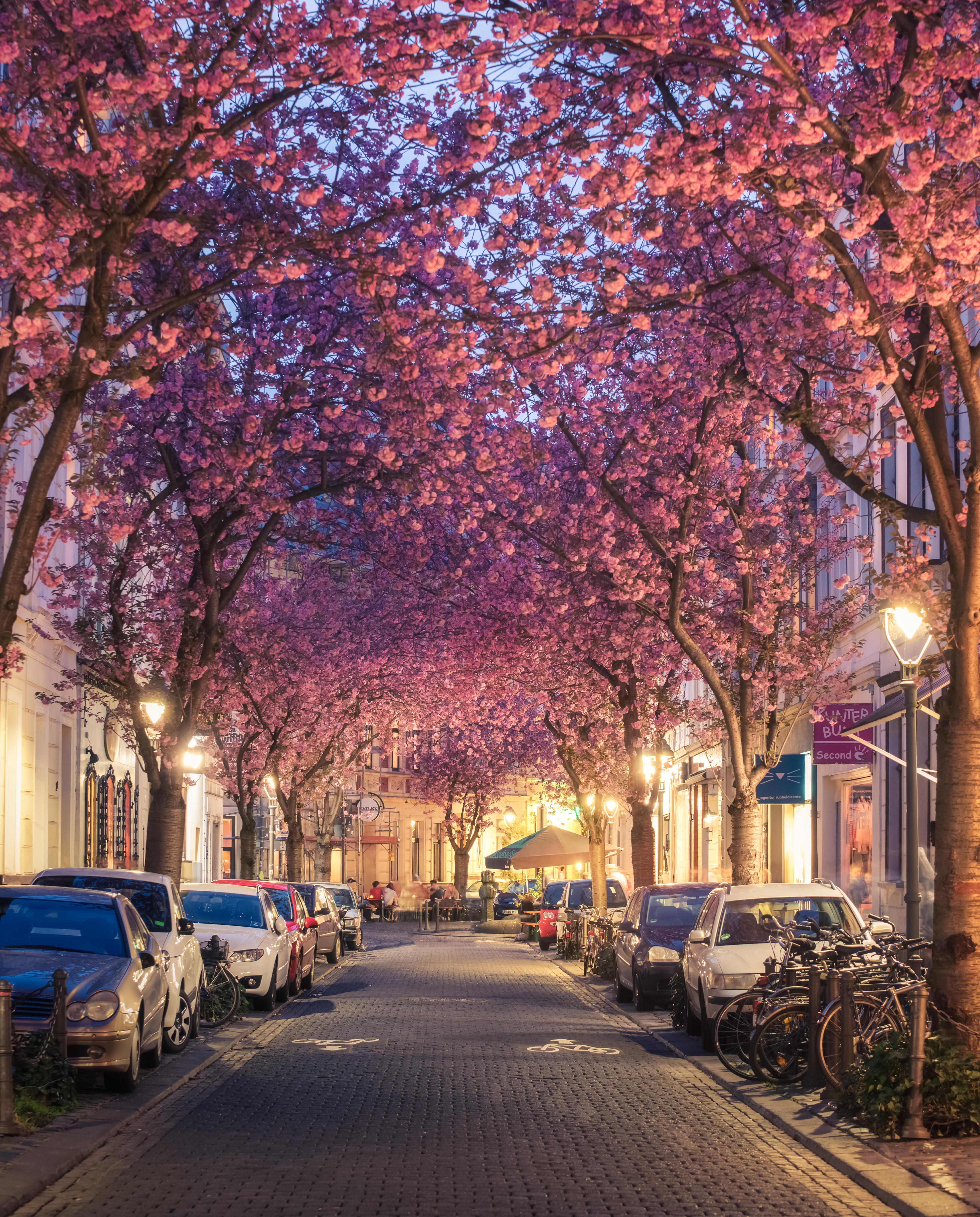 Cherry blossom Street in Bonn, Germany r/pics