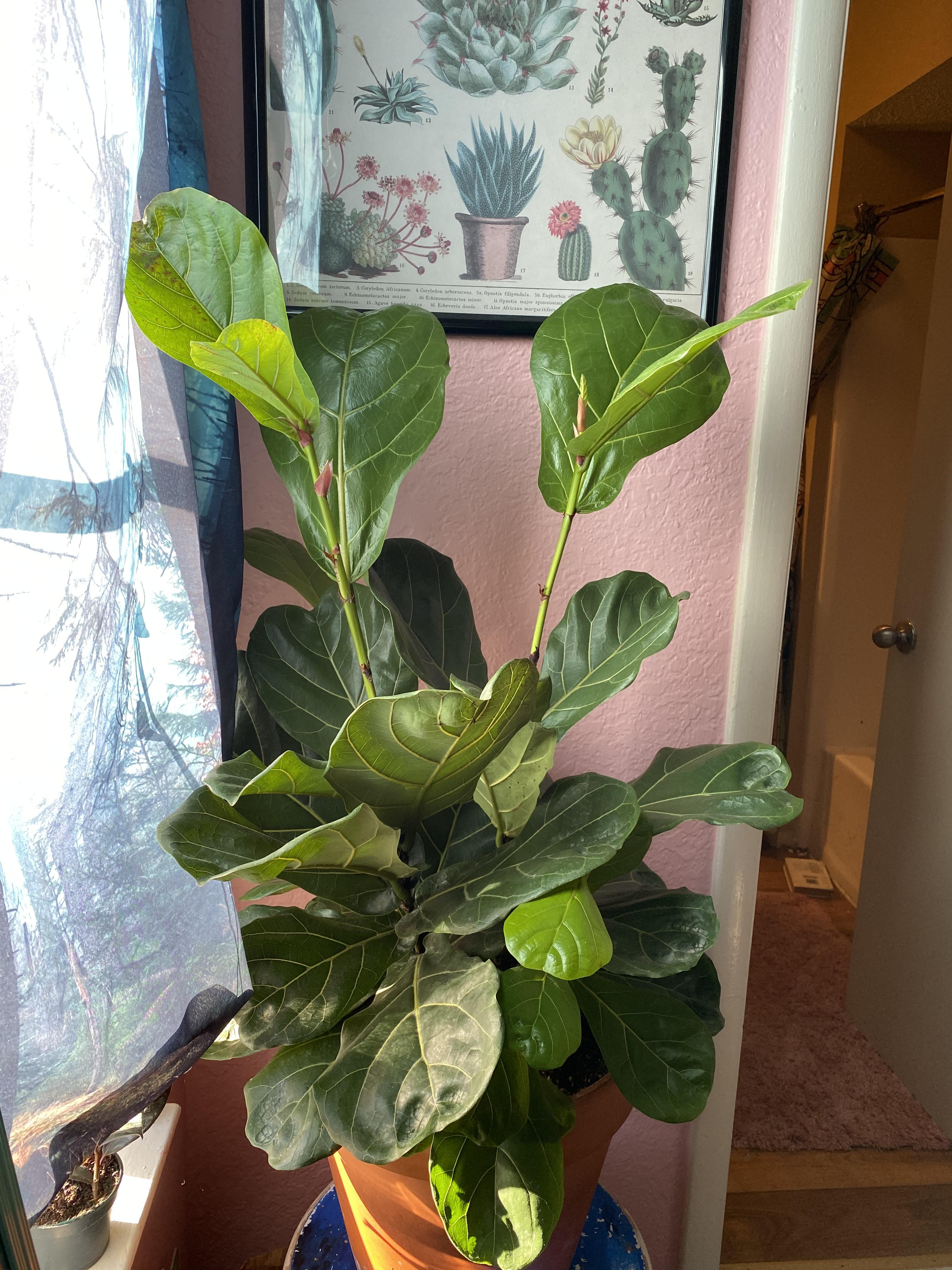 My fiddle leaf fig tree has multiple stocks! Two large ones that are