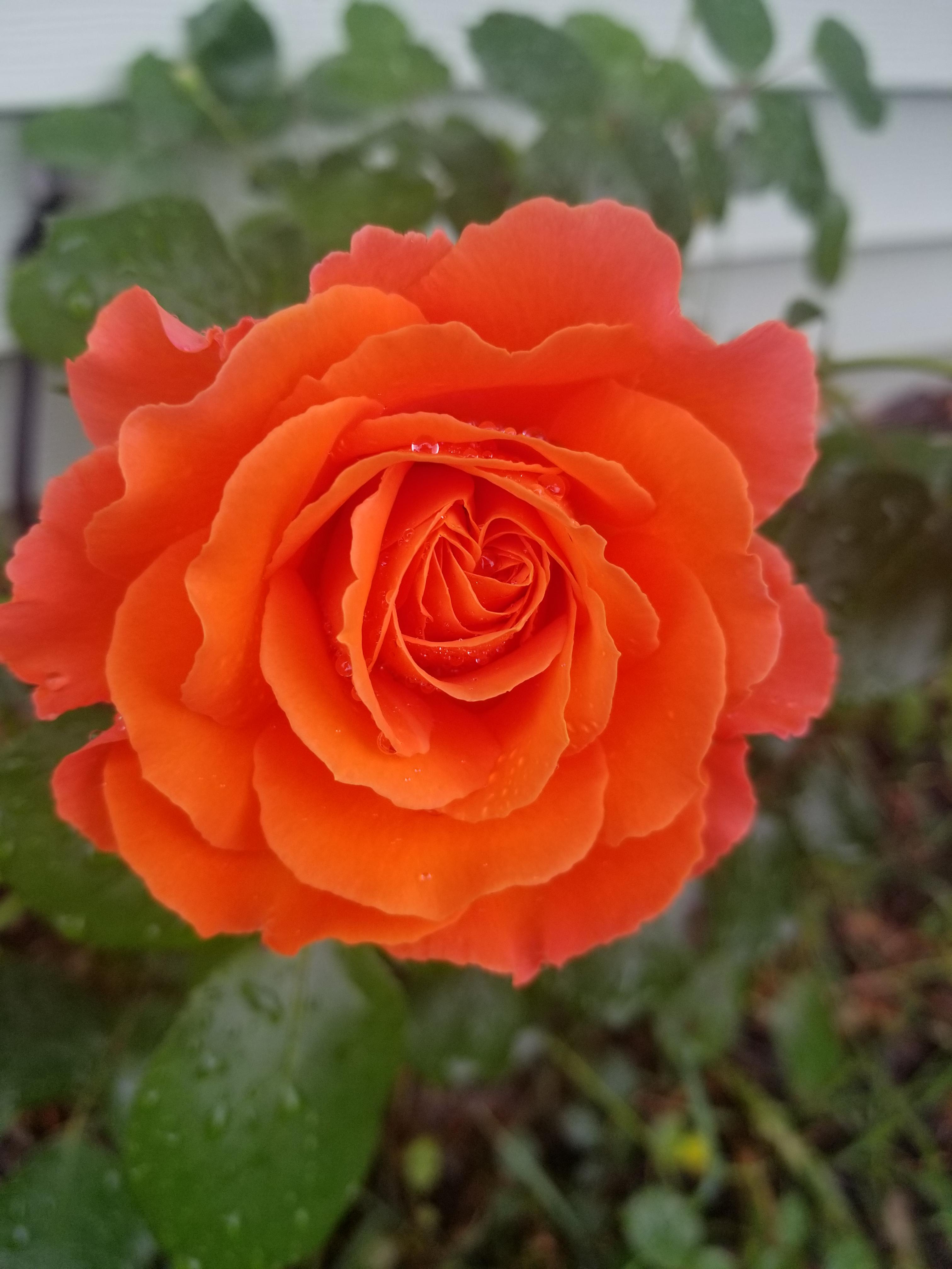 One of my orange roses...I can't remember it's name but it's so pretty