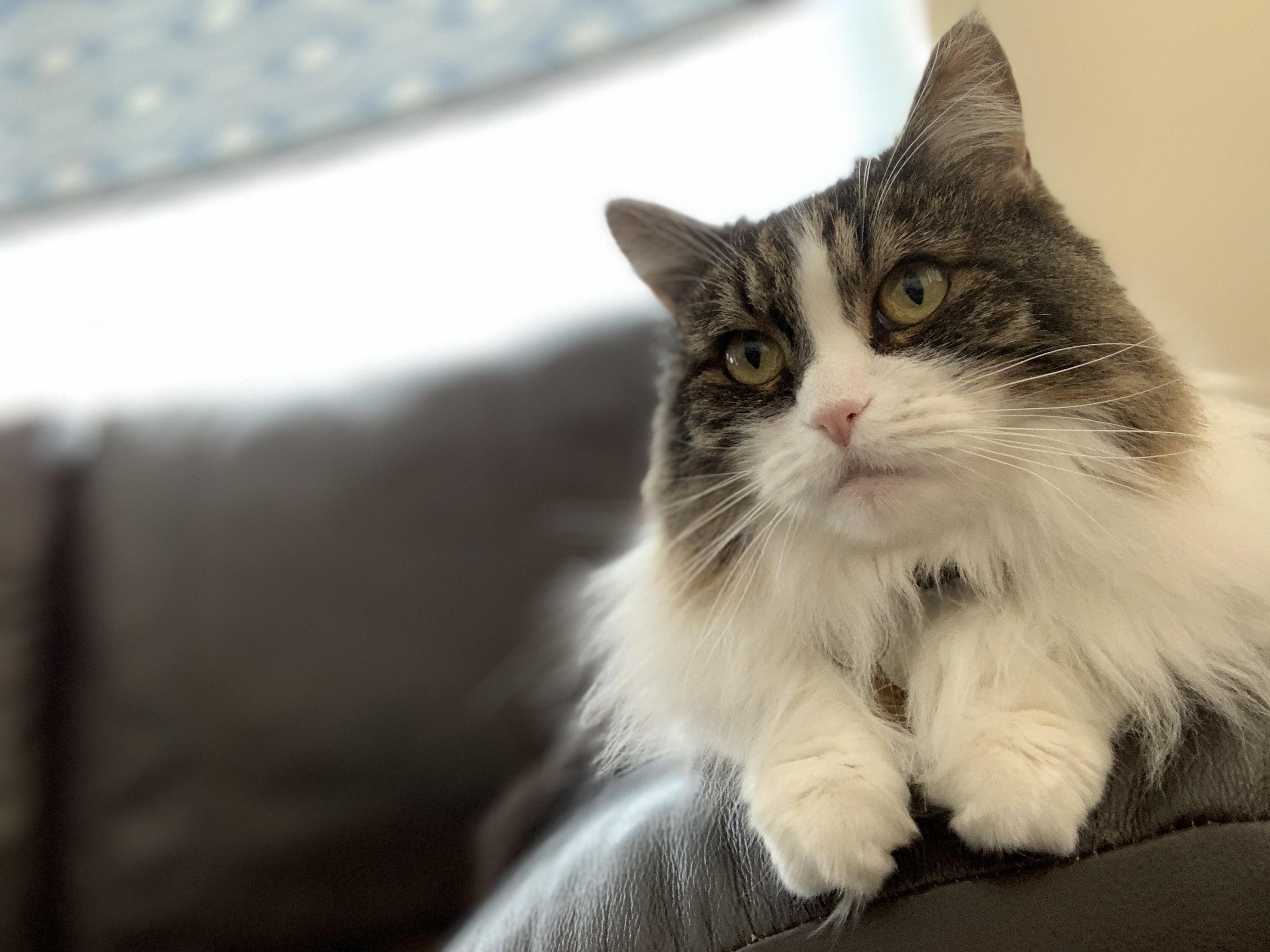 I adopted her 8 months ago because I thought she was the most beautiful