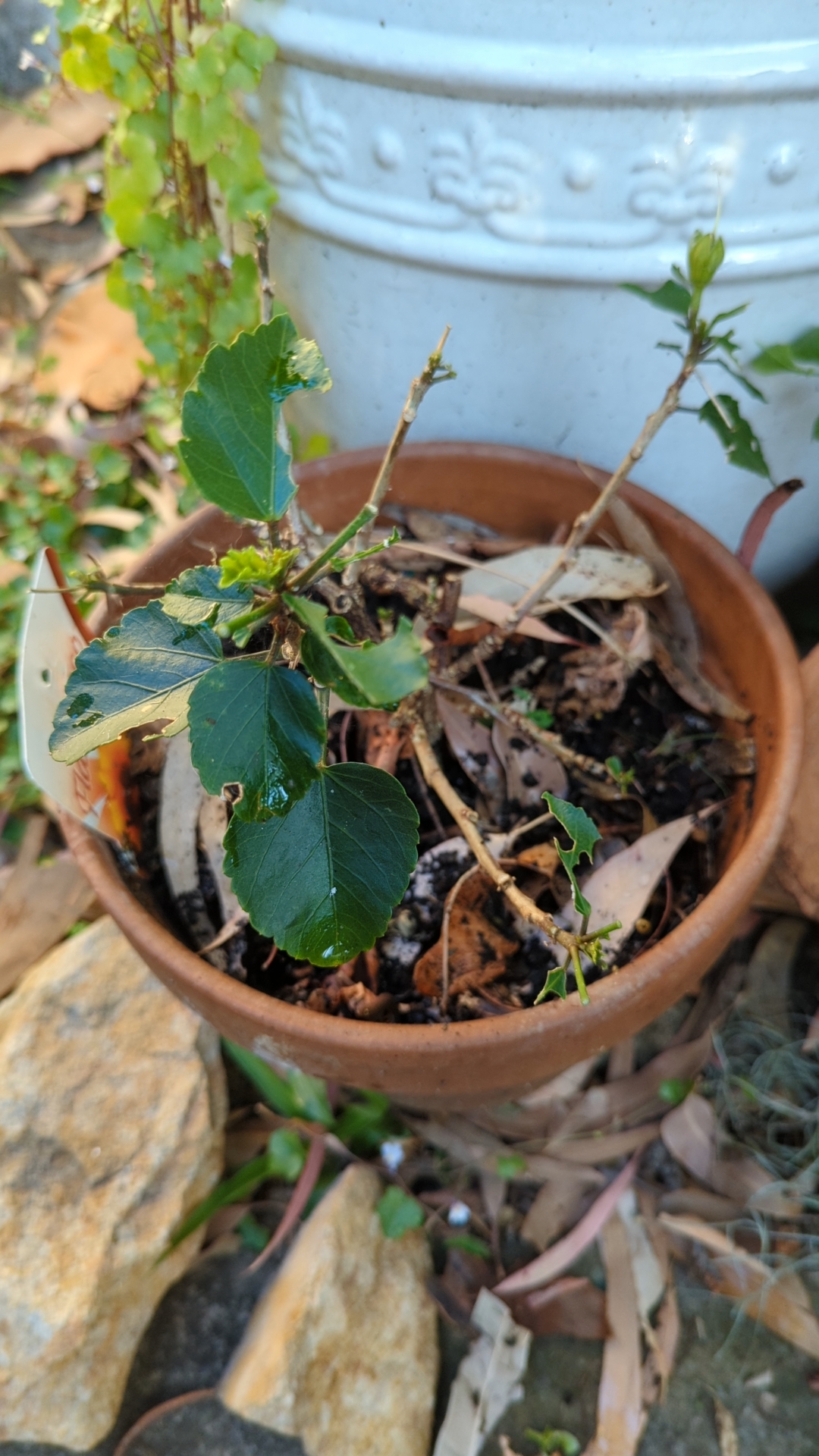 Something is eating my hibiscus r/GardeningAustralia