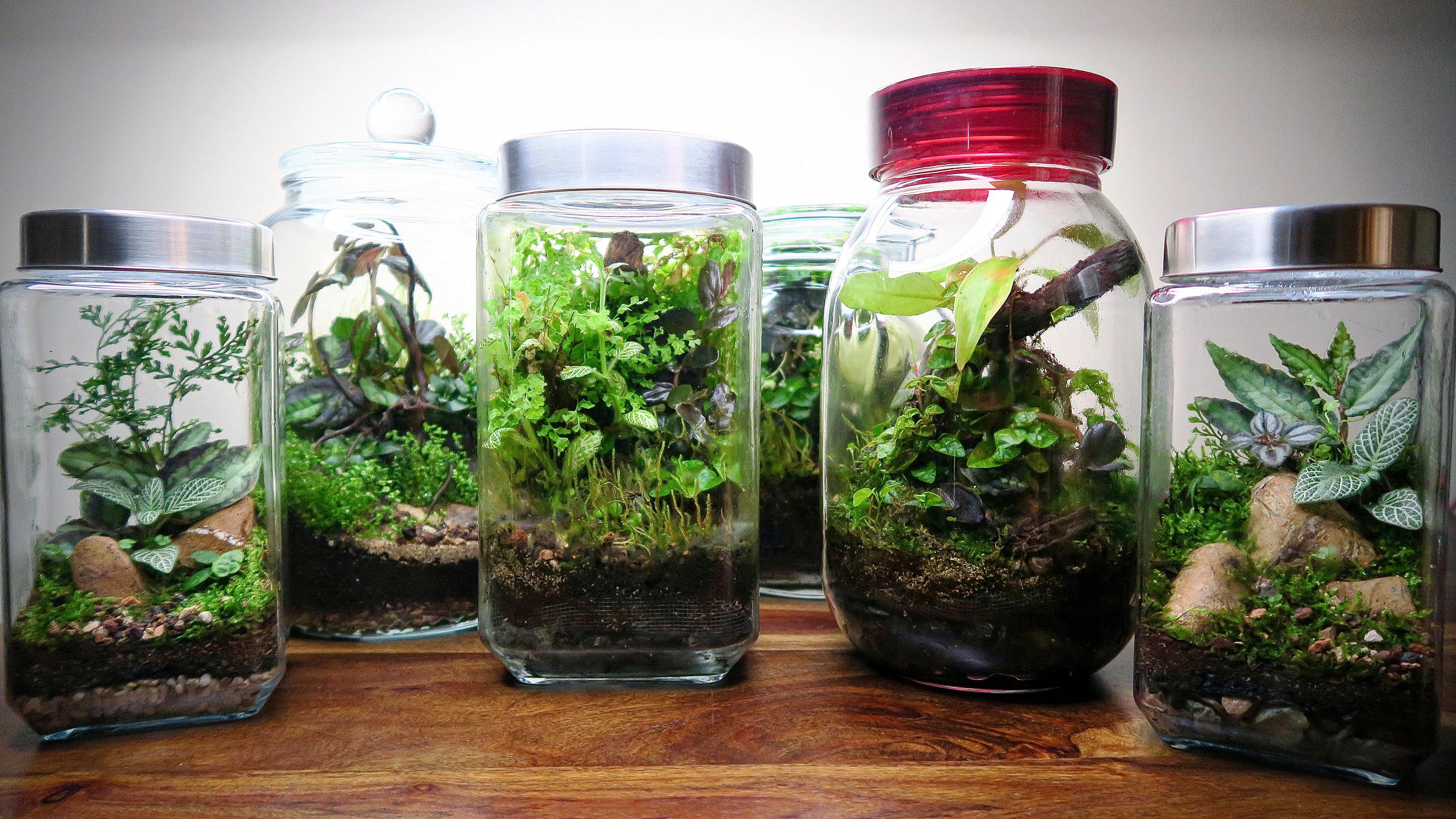 Can you name the common plant in all these terrariums? terrariums