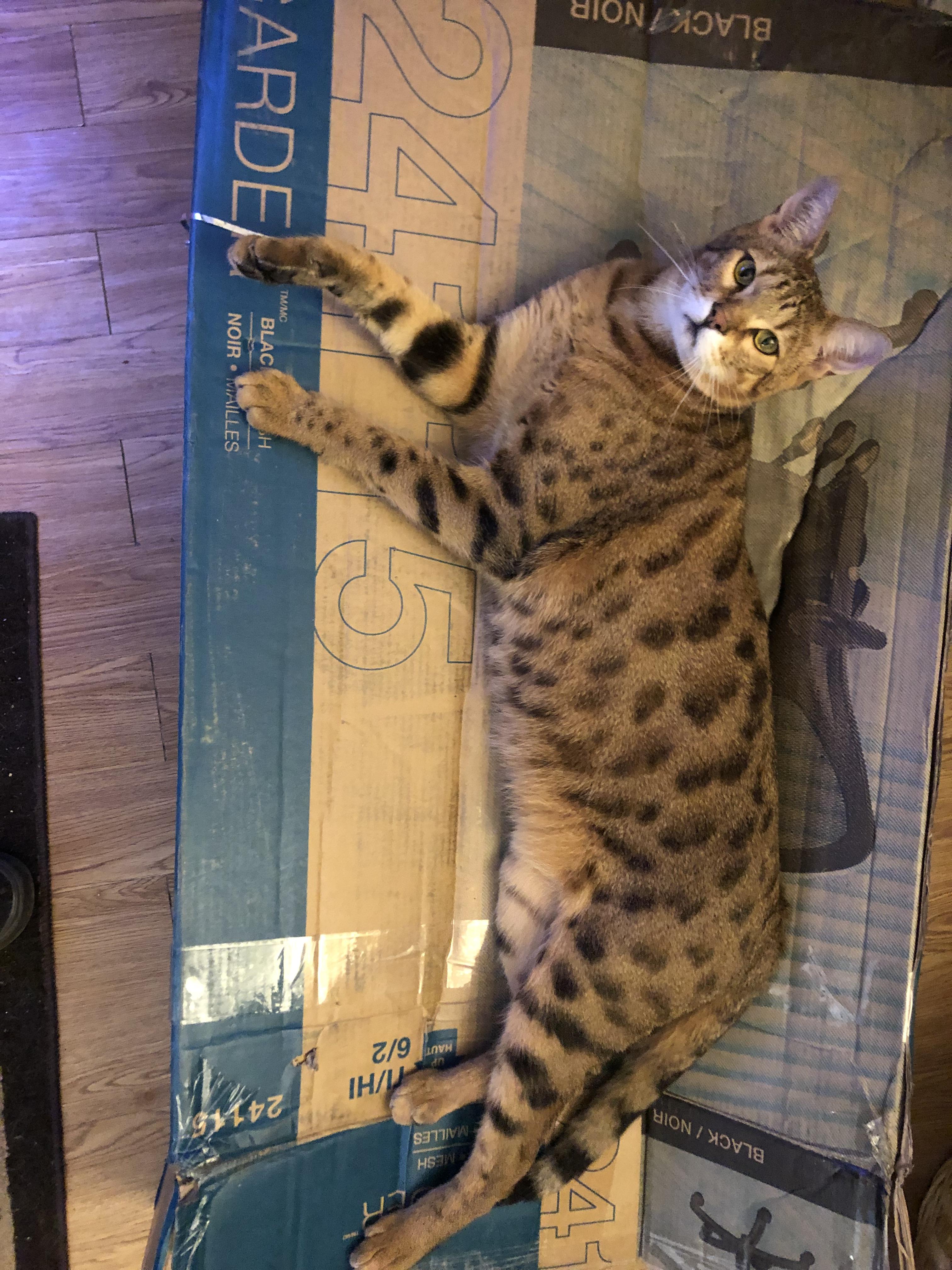 Savannah cat Jaxx laying on his current box toy r/aww