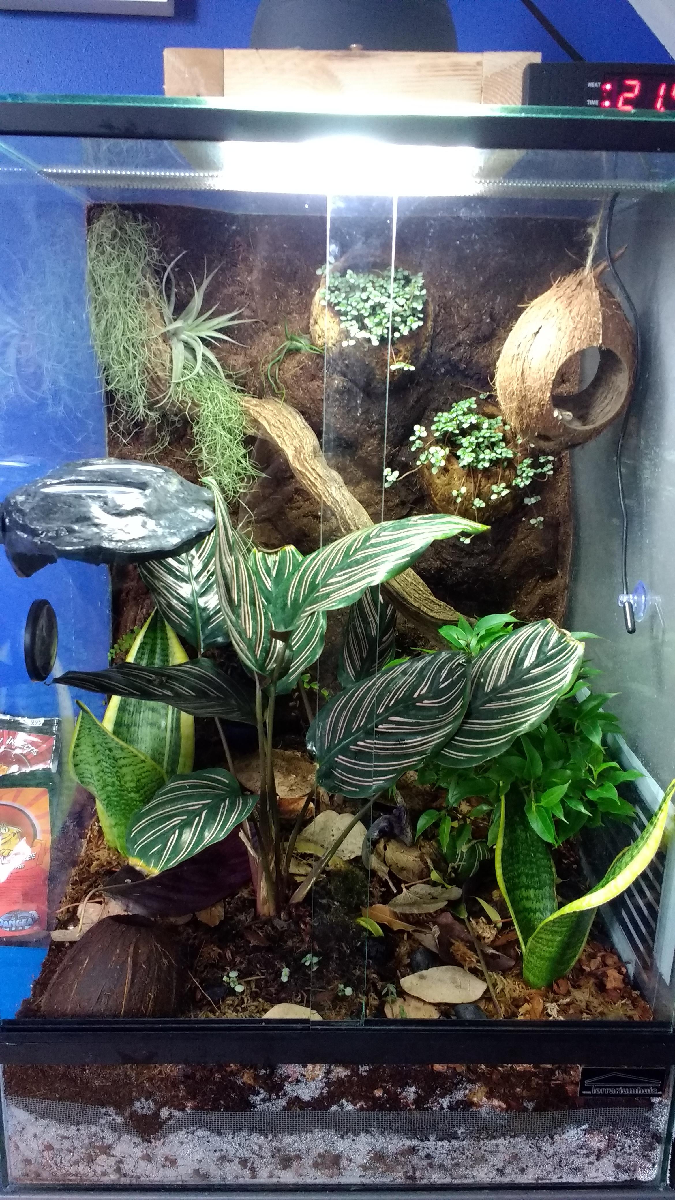 My first ever vivarium build, housing a crested gecko. Thoughts? r