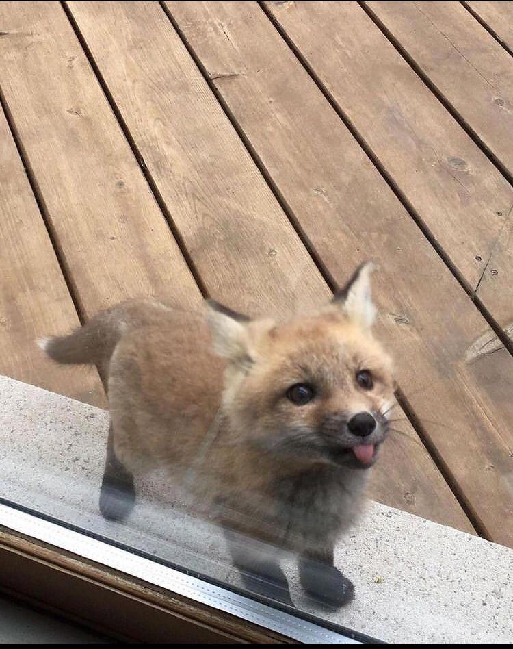 Fox pup r/cute