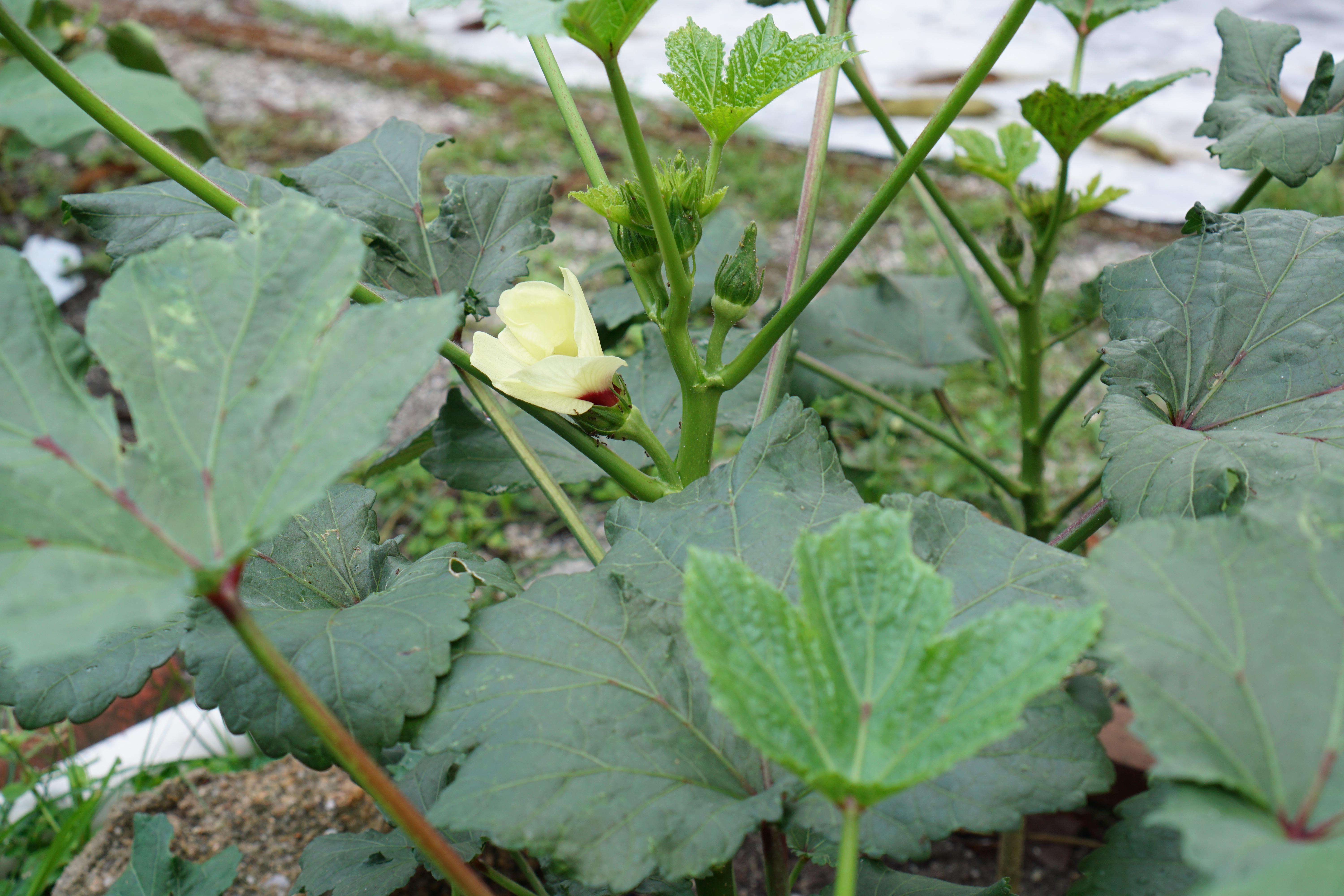 Bought the okra seed and planted them on 28 January, now after 59 days