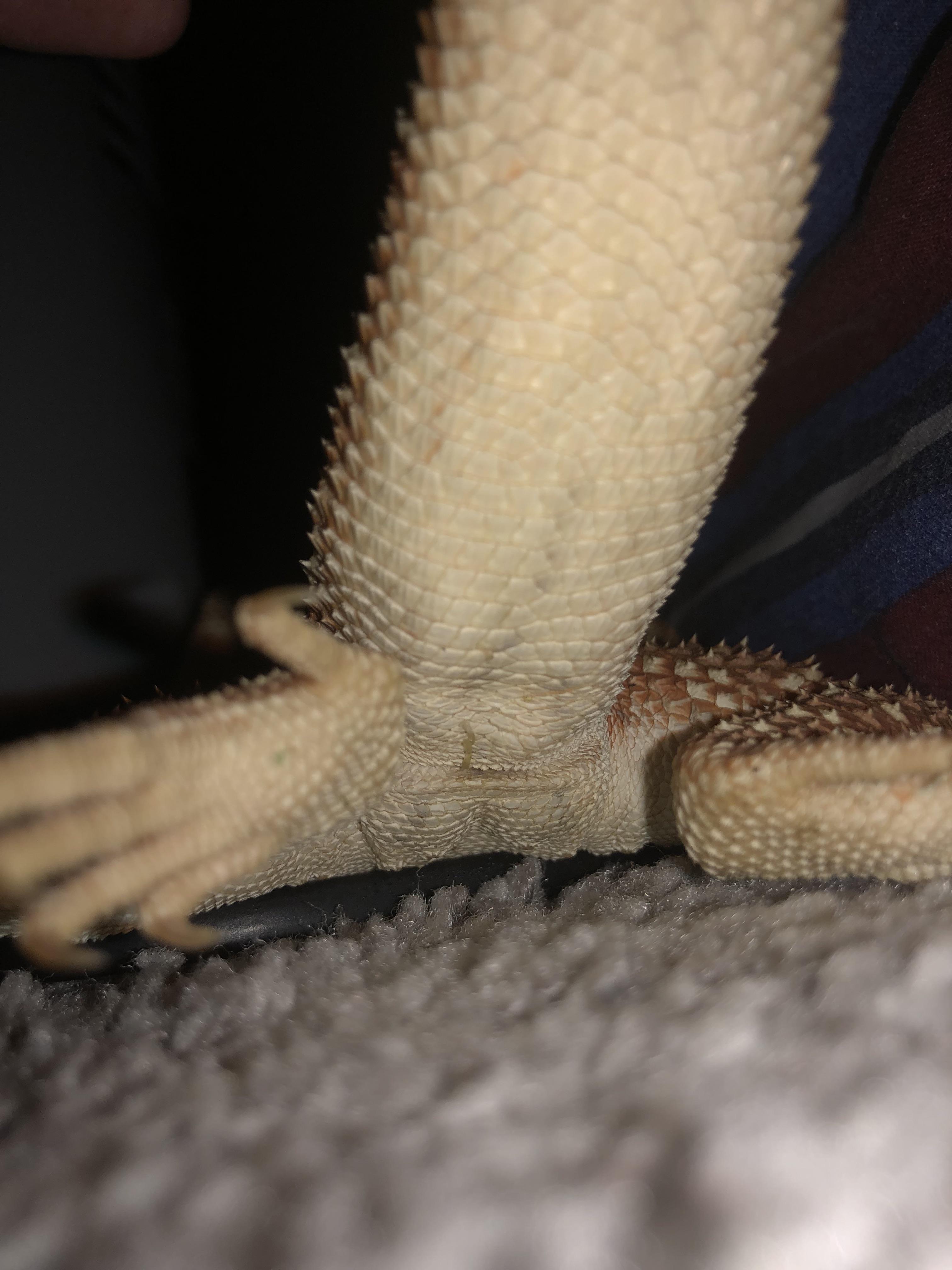 Can someone tell me what gender my bearded dragon is please? I can’t