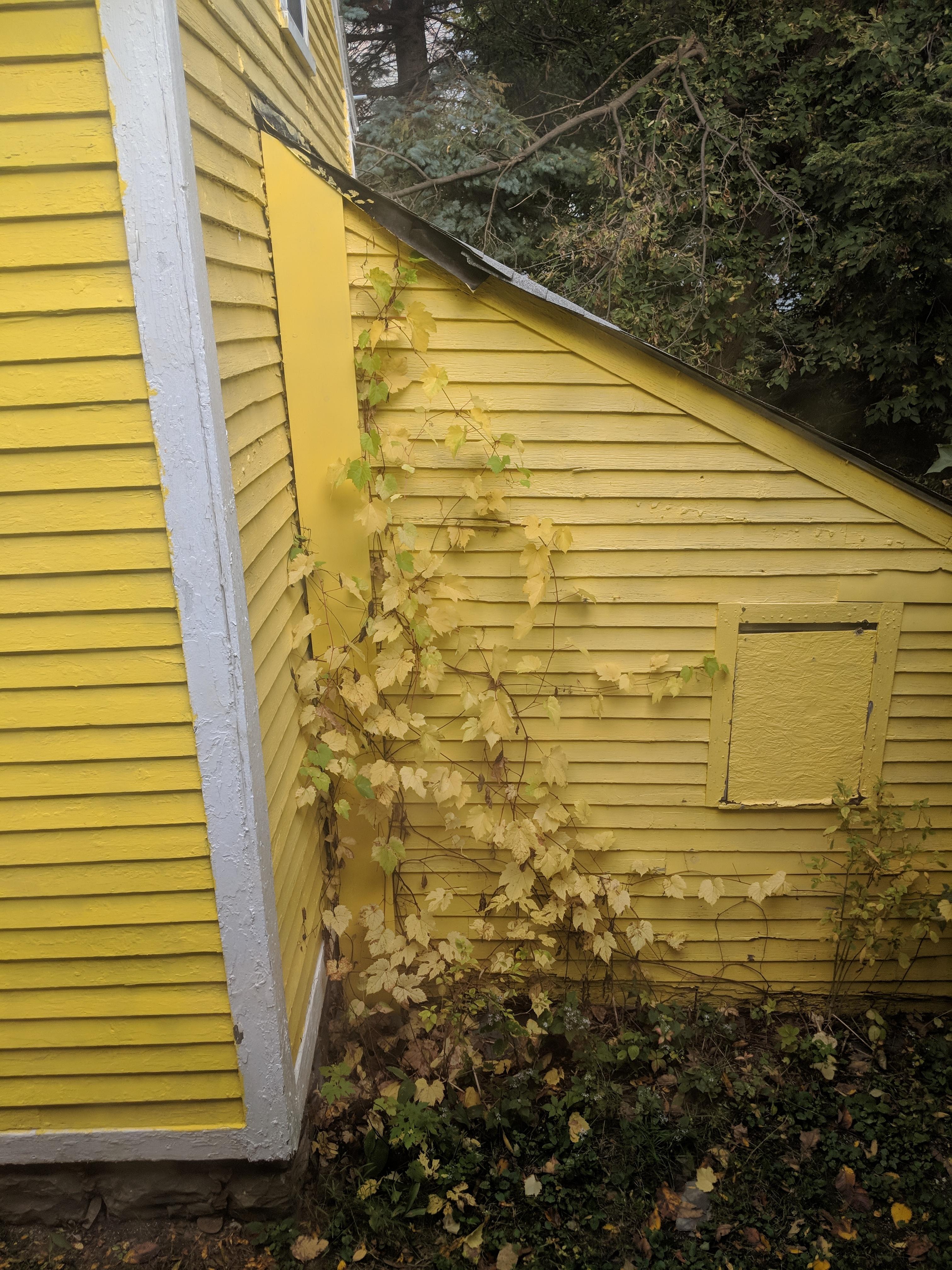 These leaves are the same color as my neighbor's house mildlyinteresting