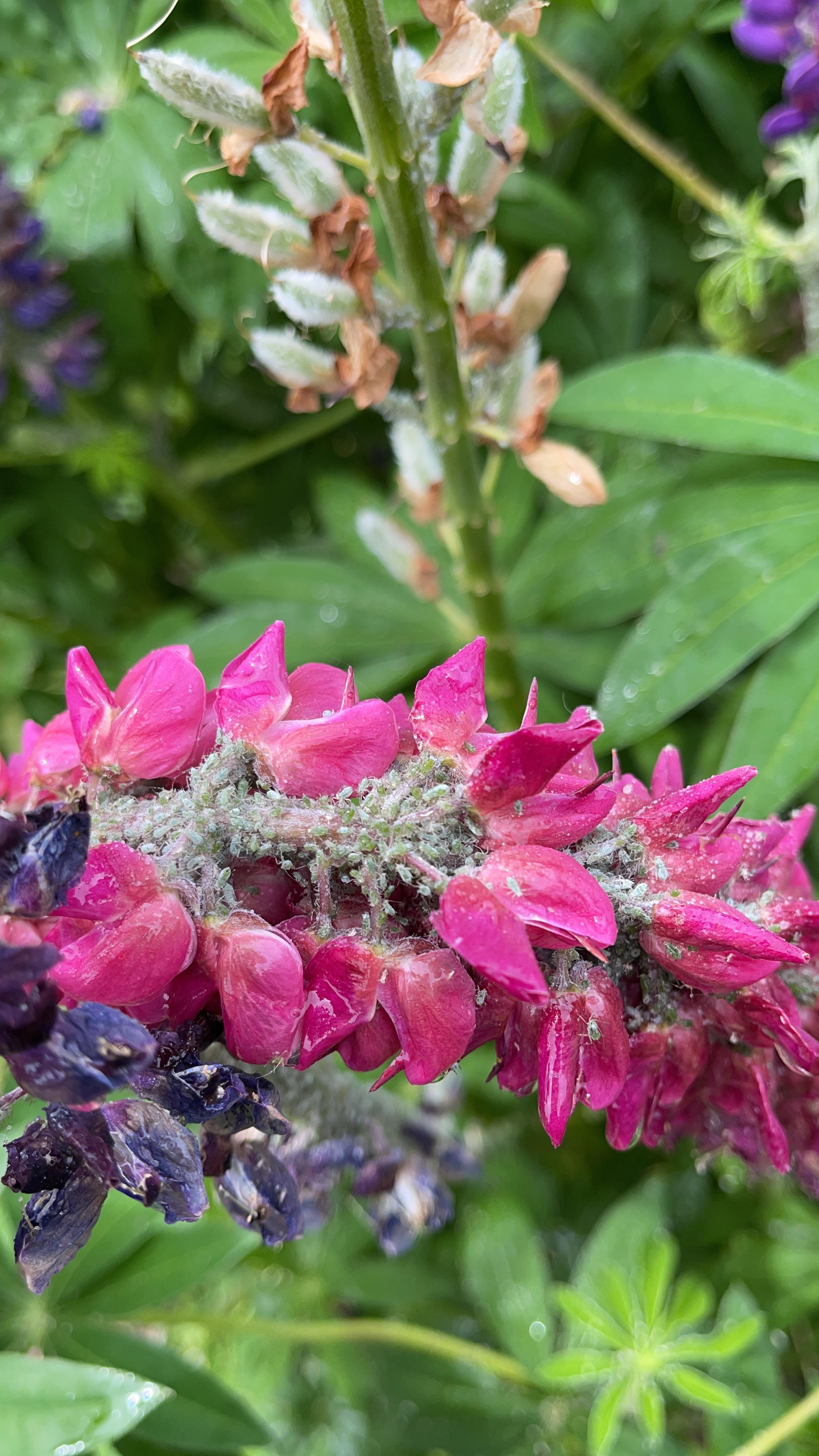 What to do about these Aphids? I don’t want to use pesticides but my