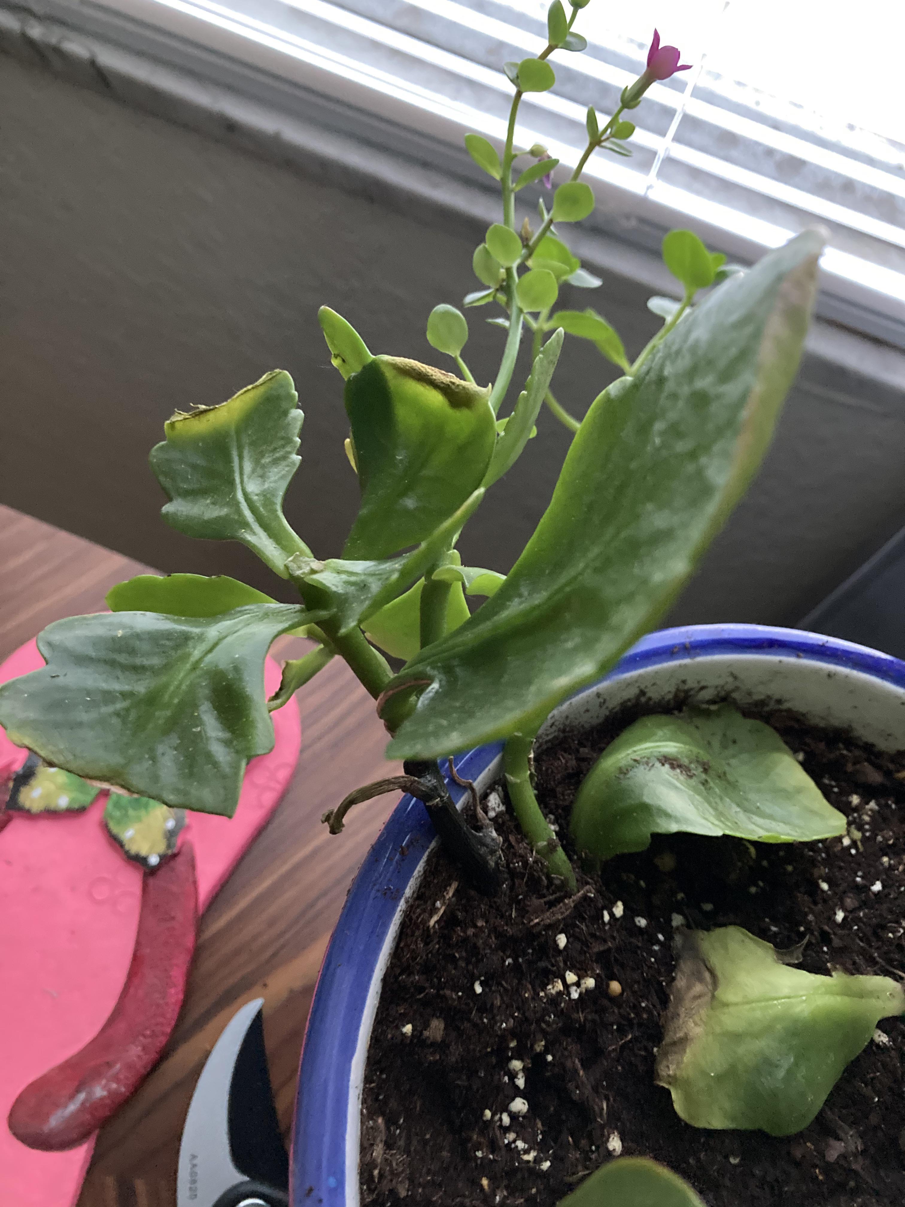 Kalanchoe plant how do I fix the rotting on the stem? r/plantclinic