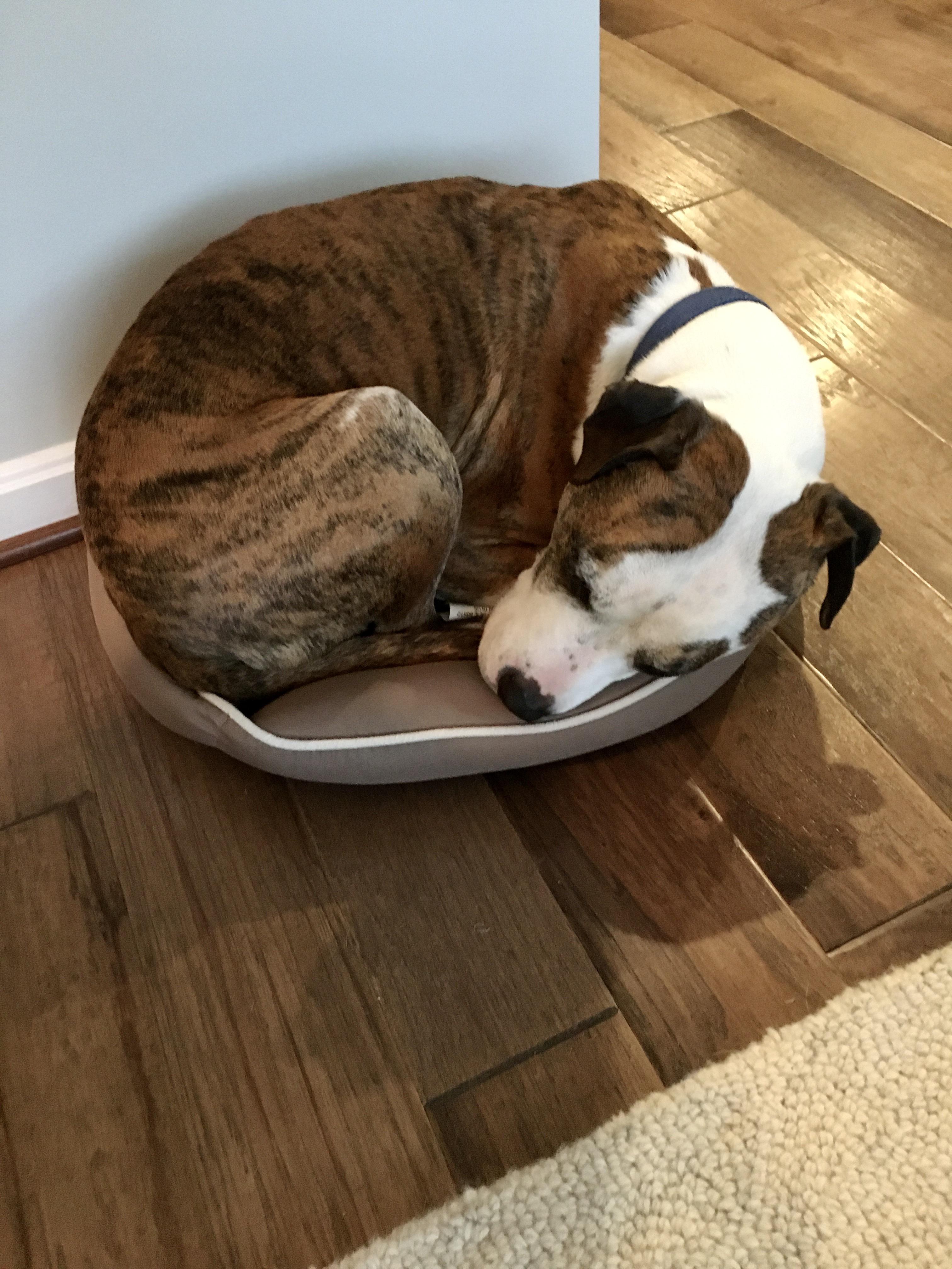 Our 55lb pitbull likes the bed for our 15lb terrier mutt. r/dogpictures