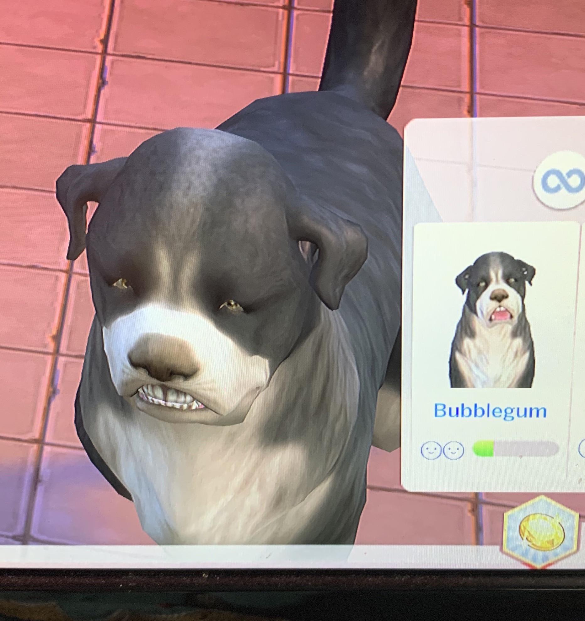 This dog my sim adopted. r/Sims4