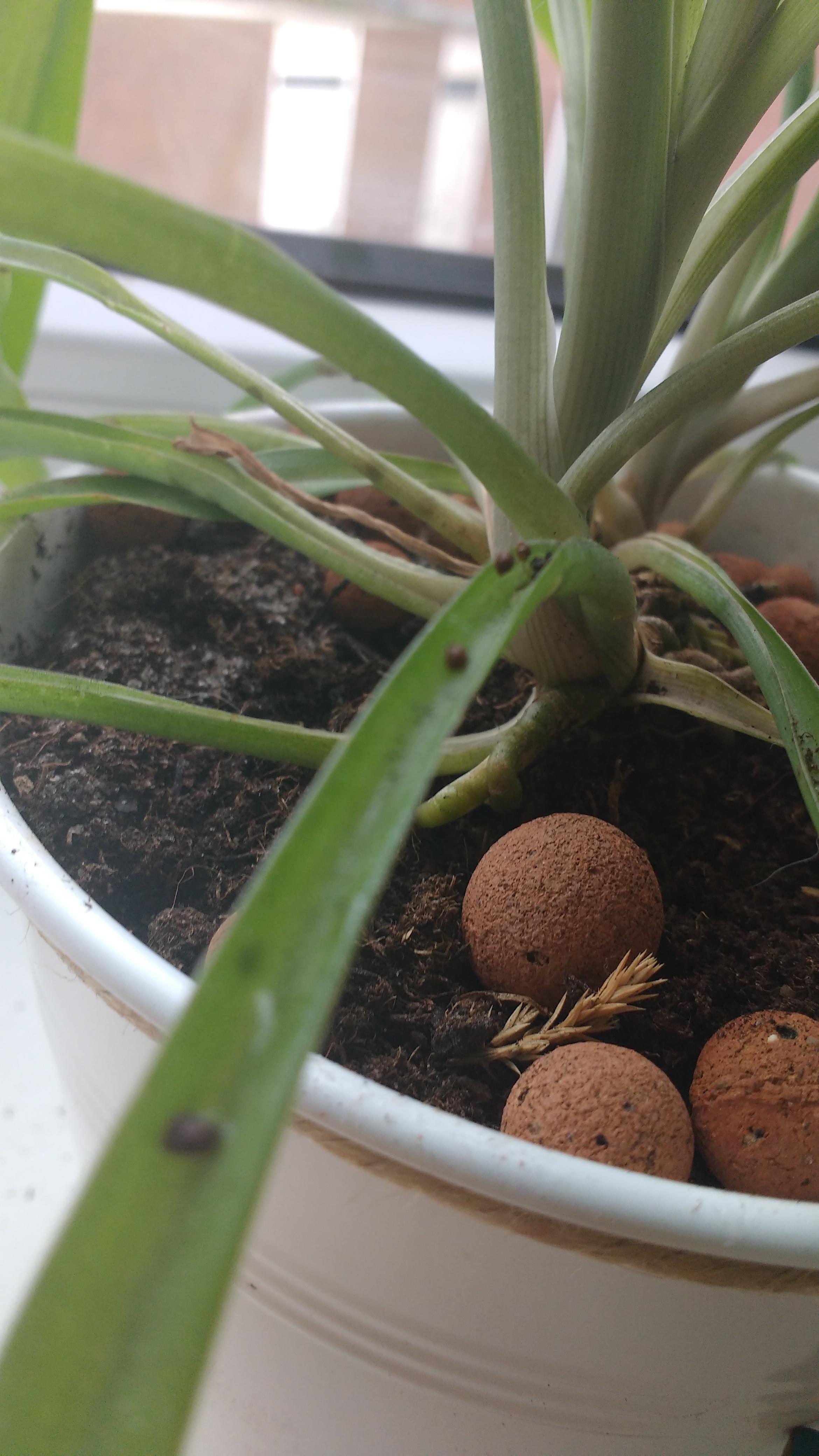 Brown spots on spider plant