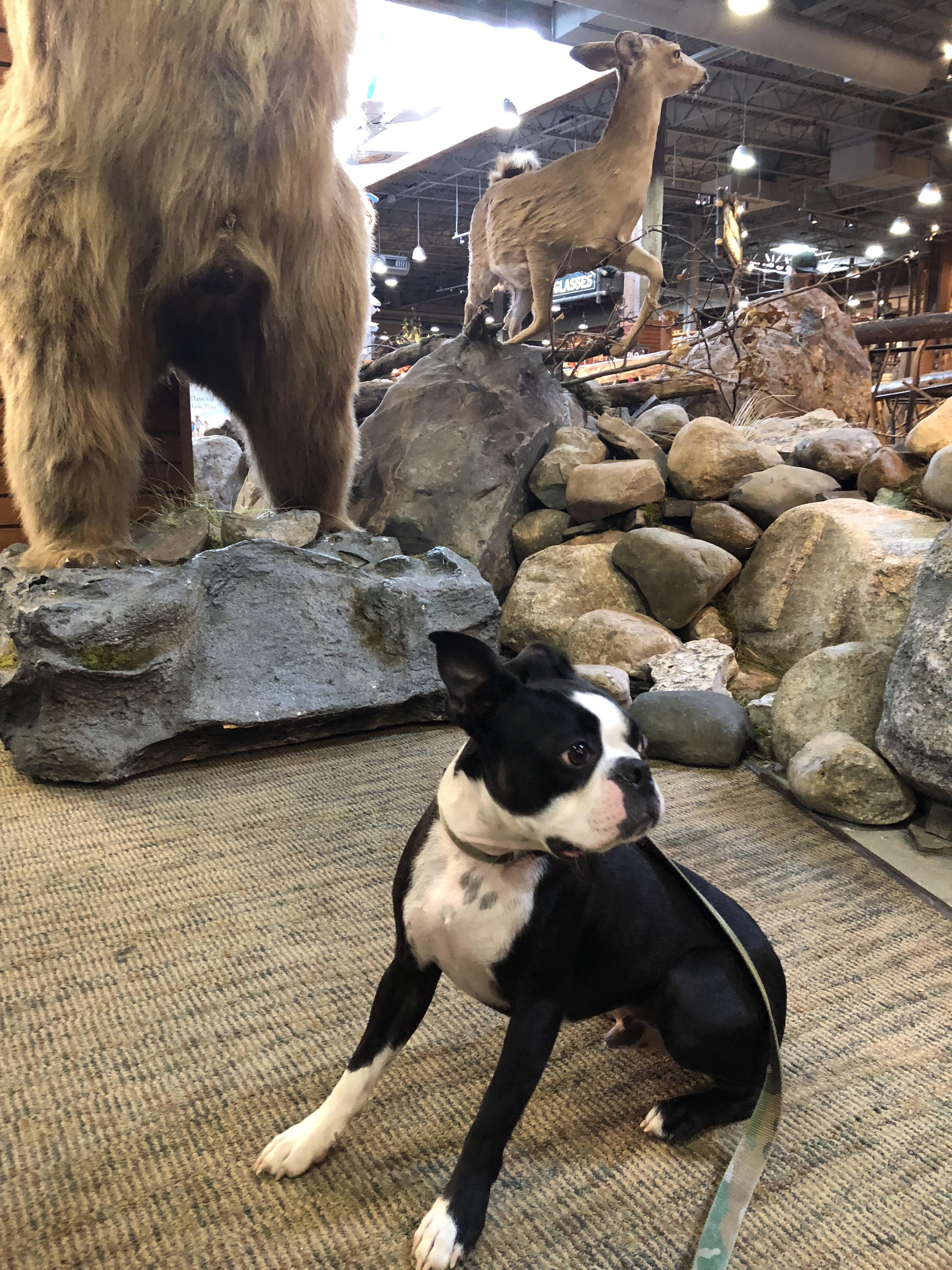 Completely overwhelmed by his first visit to a Bass Pro Shop r