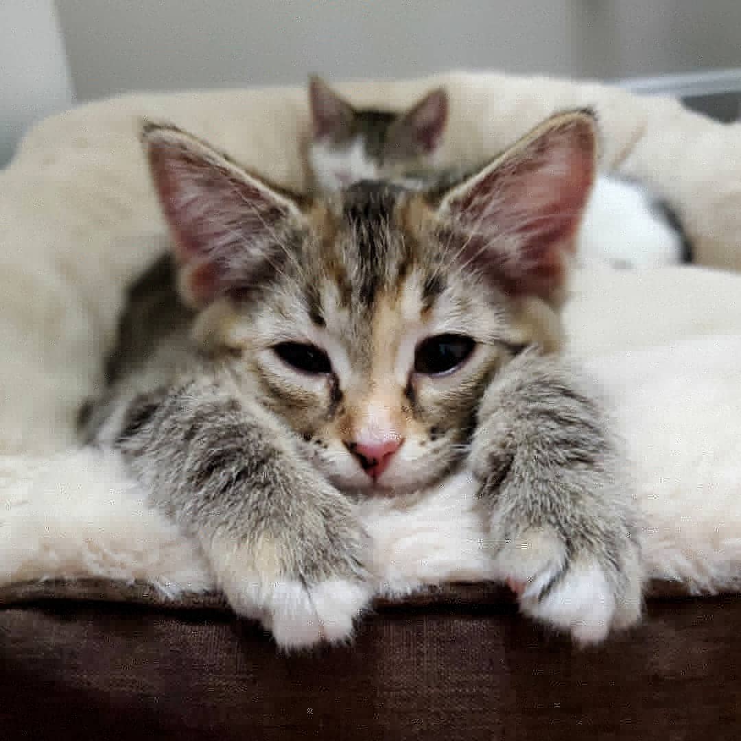 one of our new fur babies Piper. r/cats