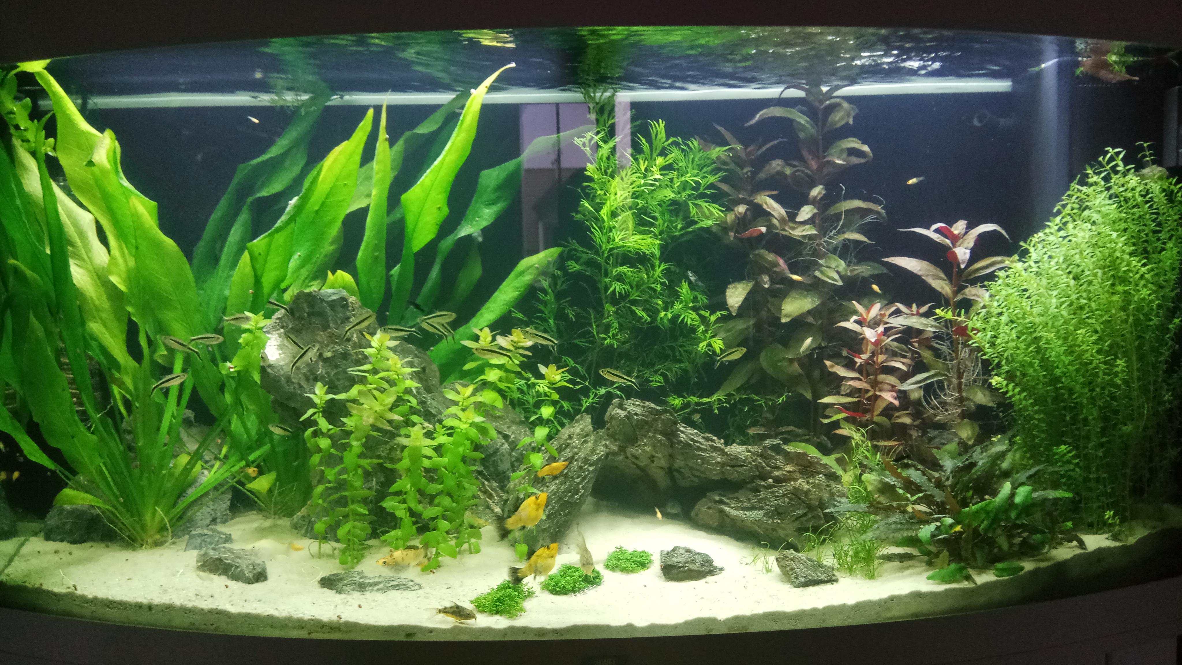 260L / 68Gallons Curved tank r/Aquariums