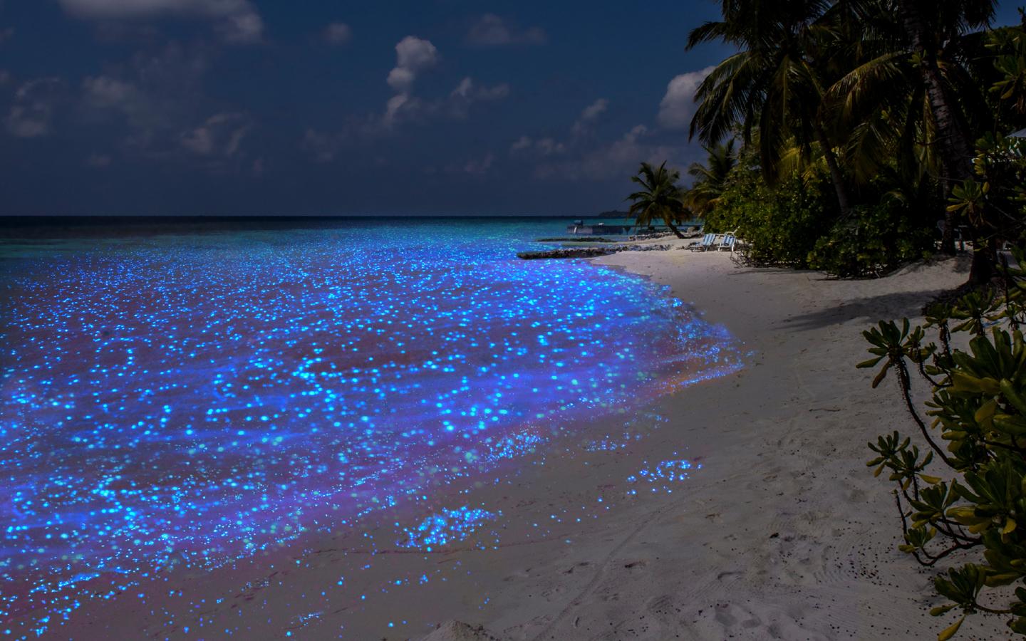 🔥 Luminescent beach in the Maldives! When bioluminescent plankton is washed ashore, the beach