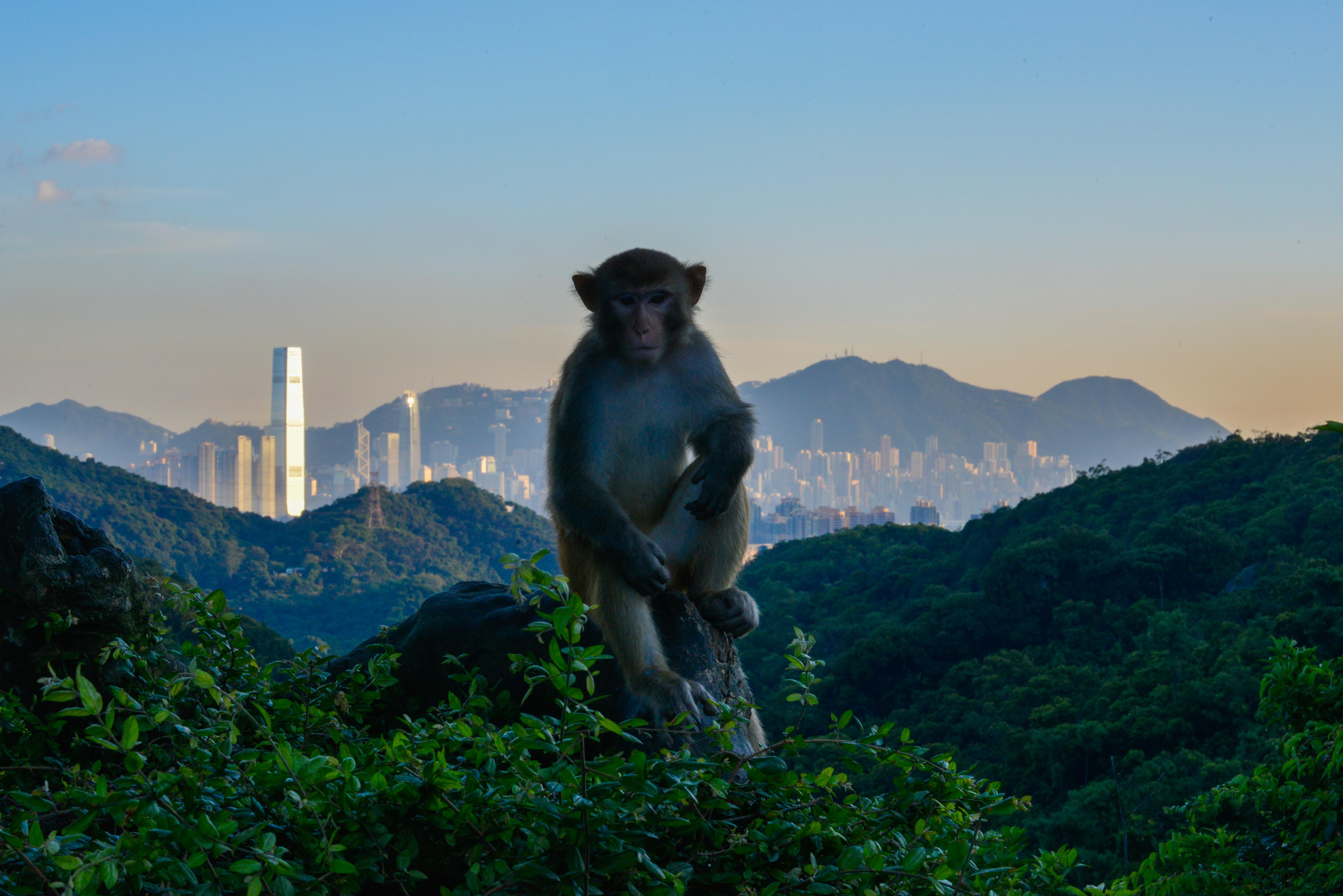 King of Hong Kong r/pics