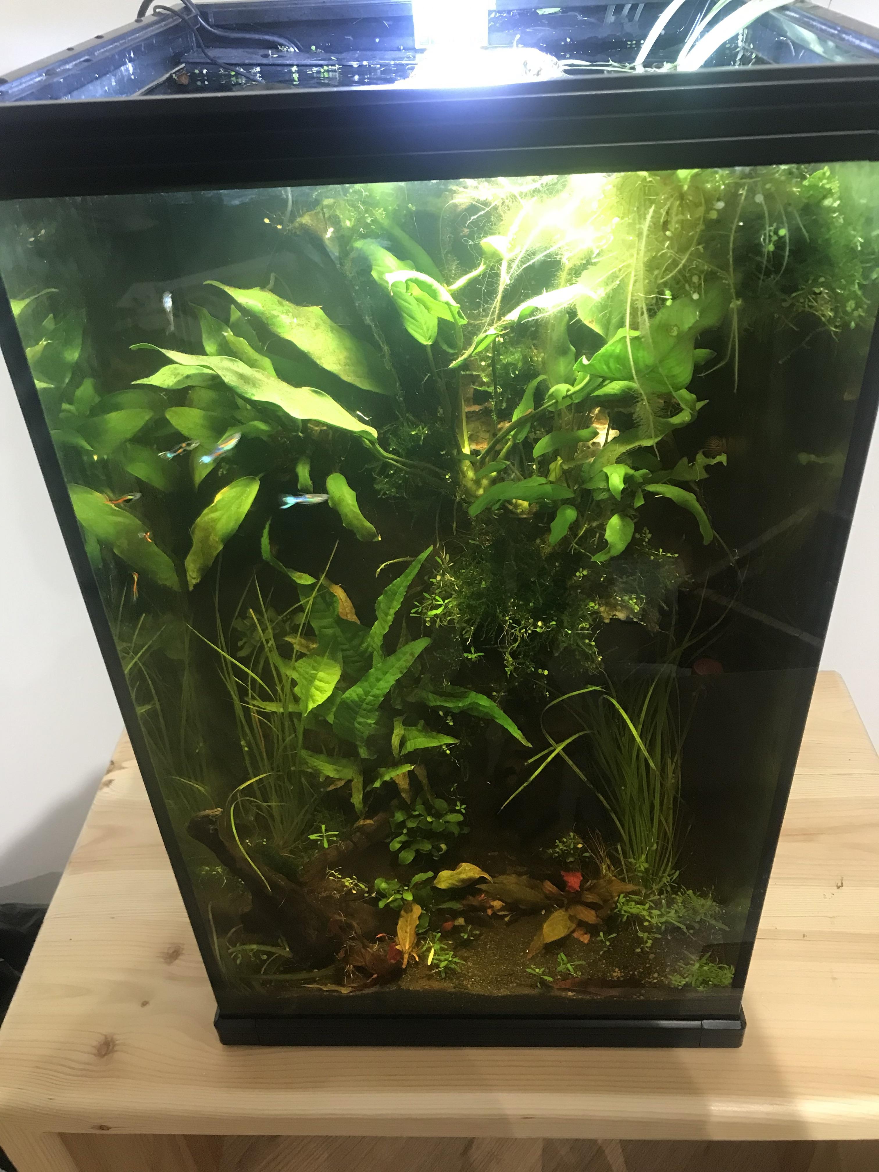 Stocking suggestions? 60L r/PlantedTank