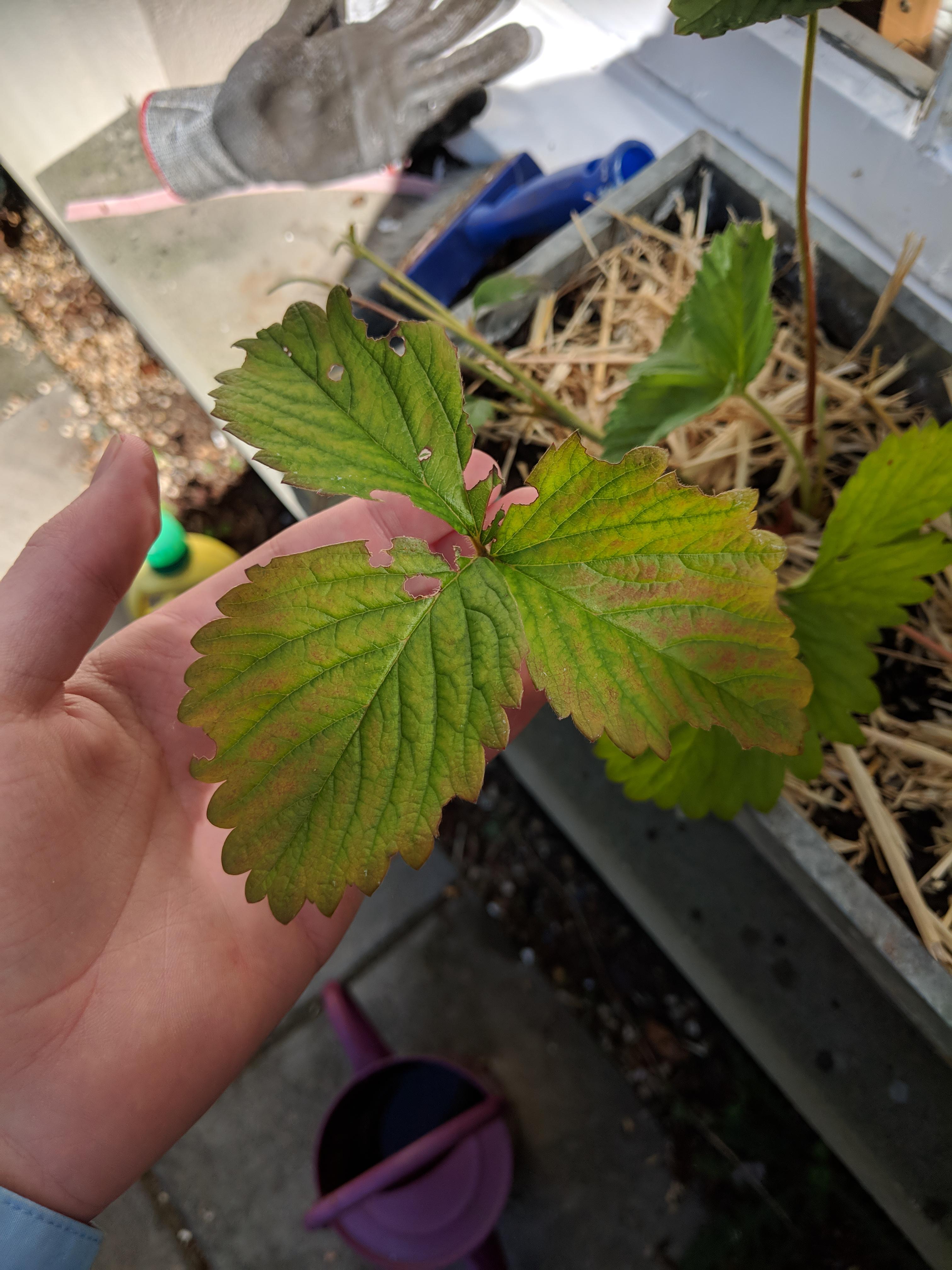 What is eating my strawberry plant and how do i stop it? r/gardening
