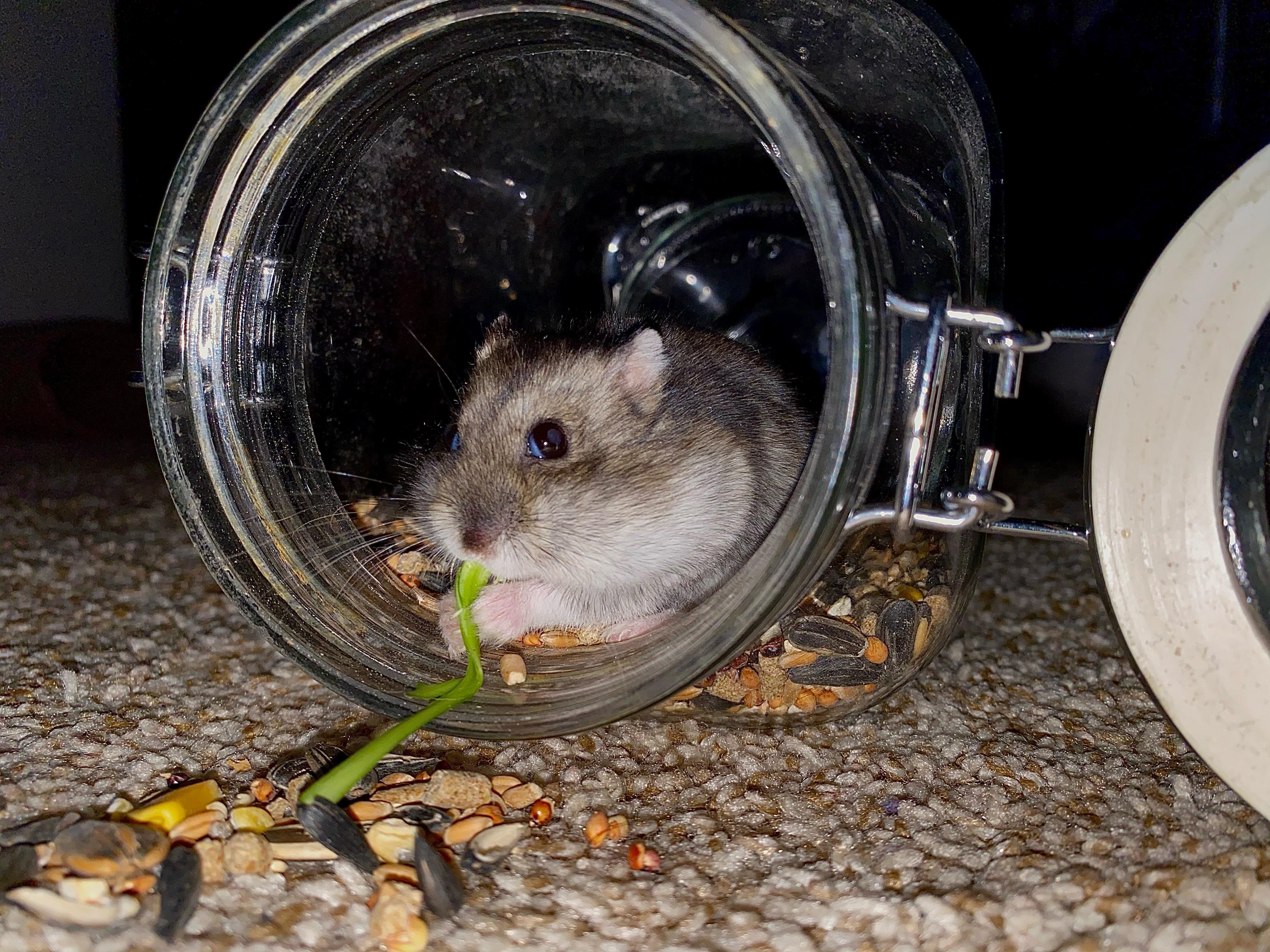 Ham enjoying some fresh veg I’m growing for him! r/hamsters