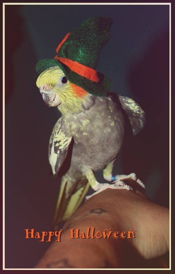 Friend of mine dressed her bird up for halloween r/cockatiel