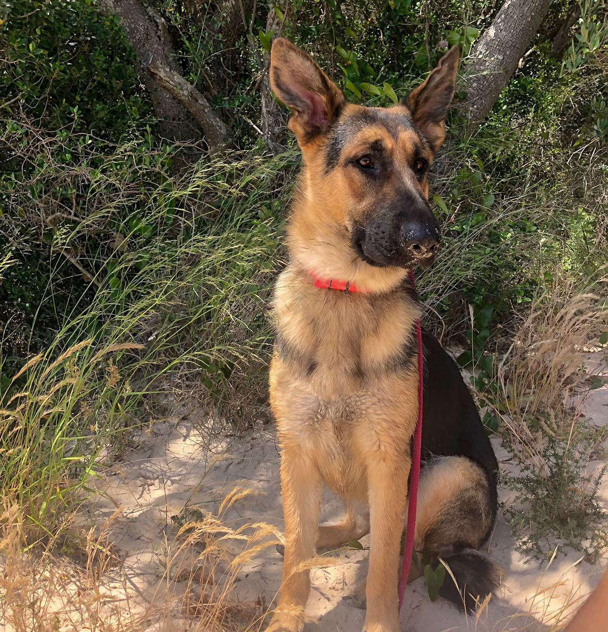 My 1 year old female German Shepherd. r/germanshepherds