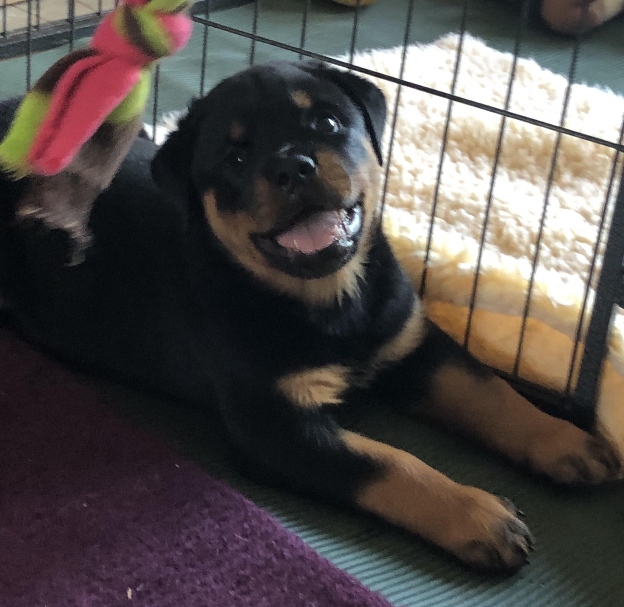7week old Rottweiler pup. r/Eyebleach