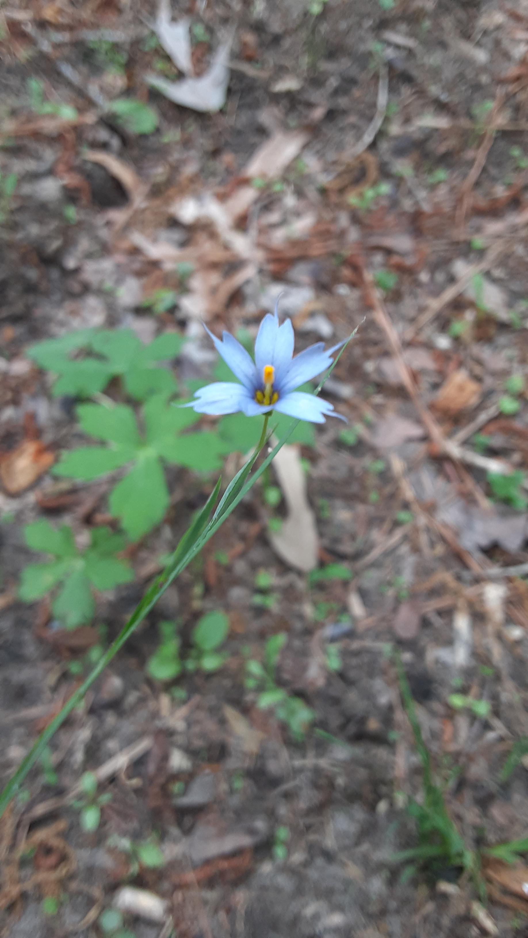 Meet my Narrow Leaf Blue Eyed Grass Sisyrinchium angustifolium r