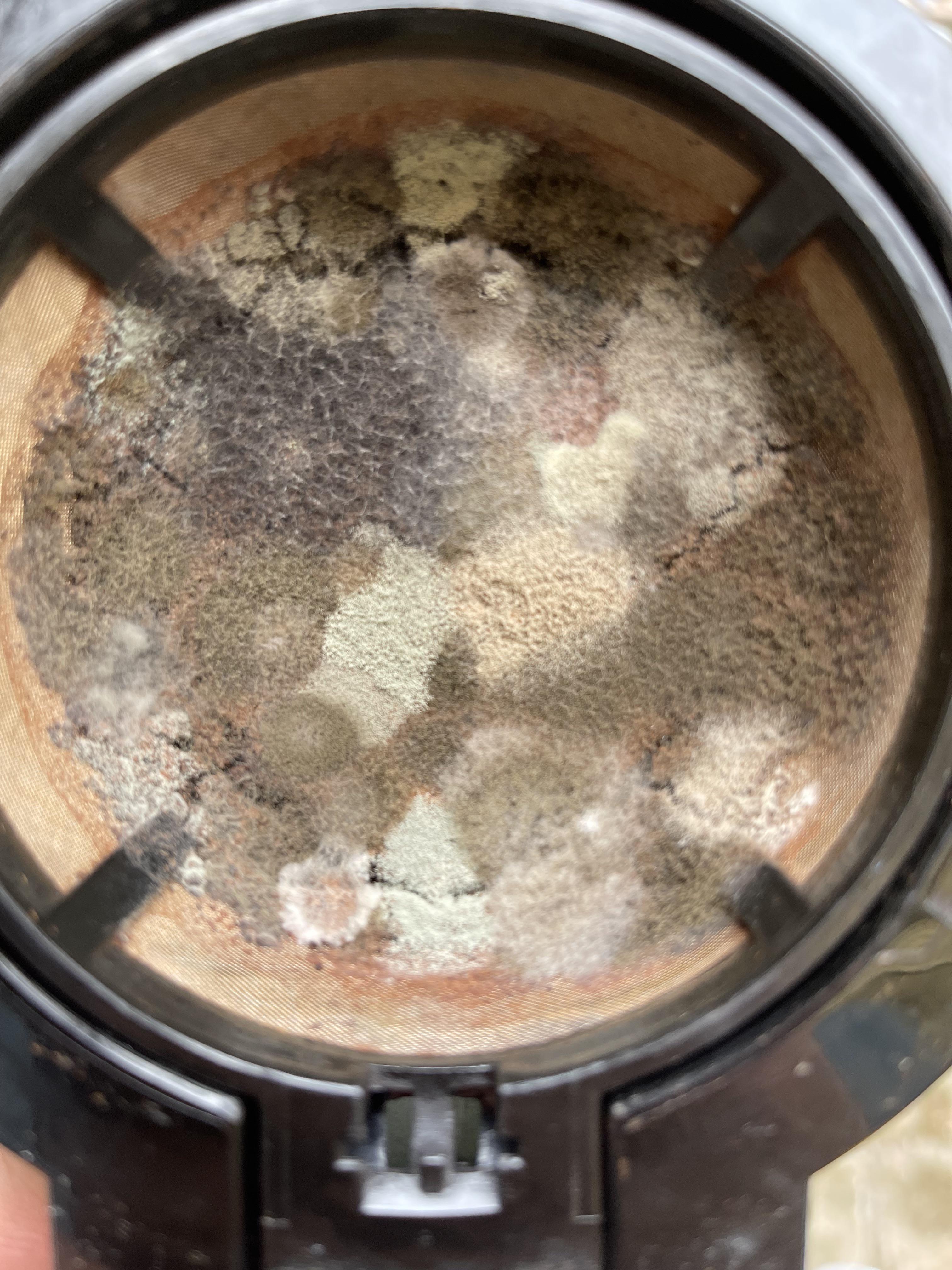 coffee filter, I’m amazed at the diversity of molds growing. r/MoldlyInteresting