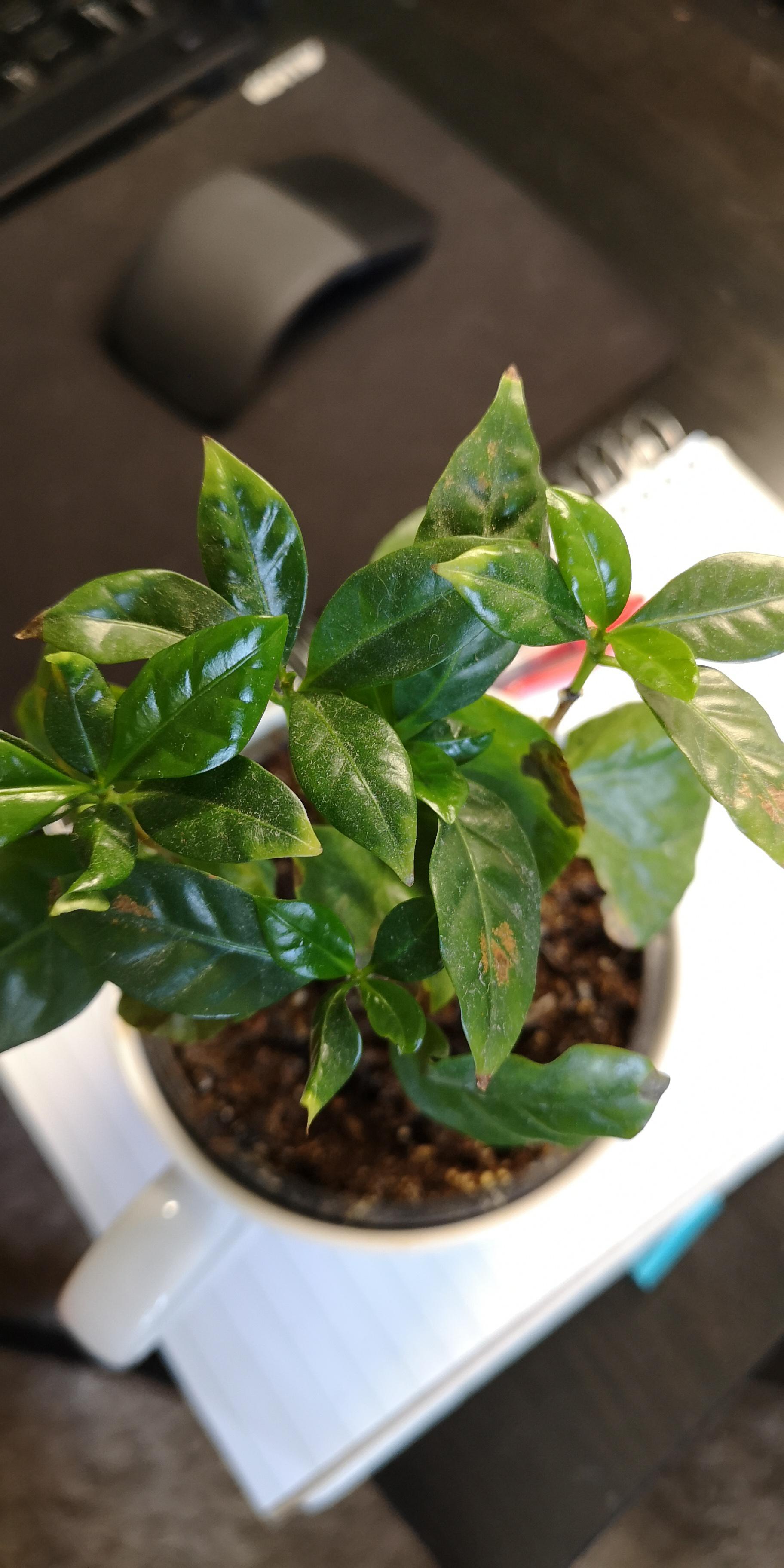 I have been struggling to care for my coffee plant!! Why are the tips