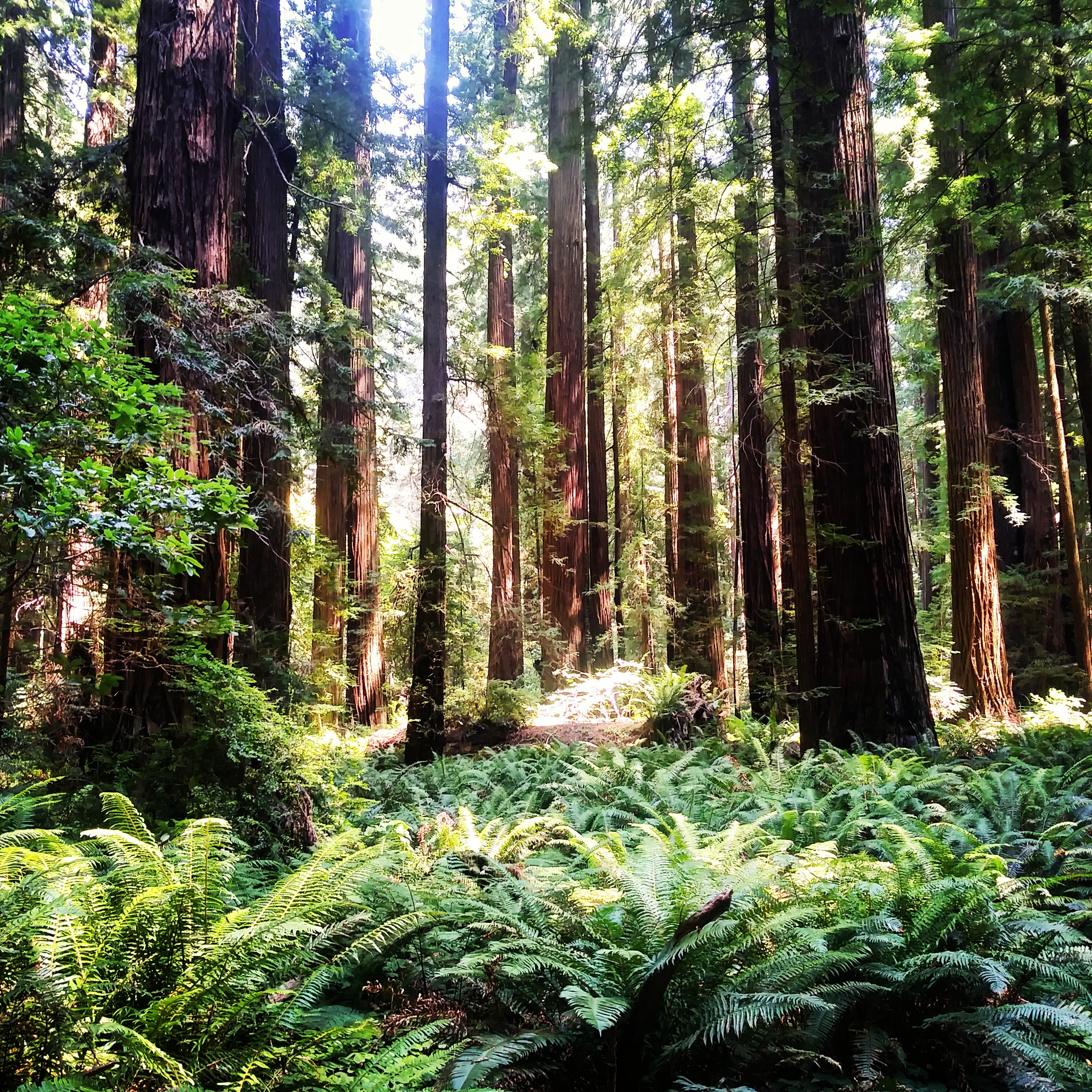 Collection 93+ Pictures Pictures Of The Redwood National Forest Superb