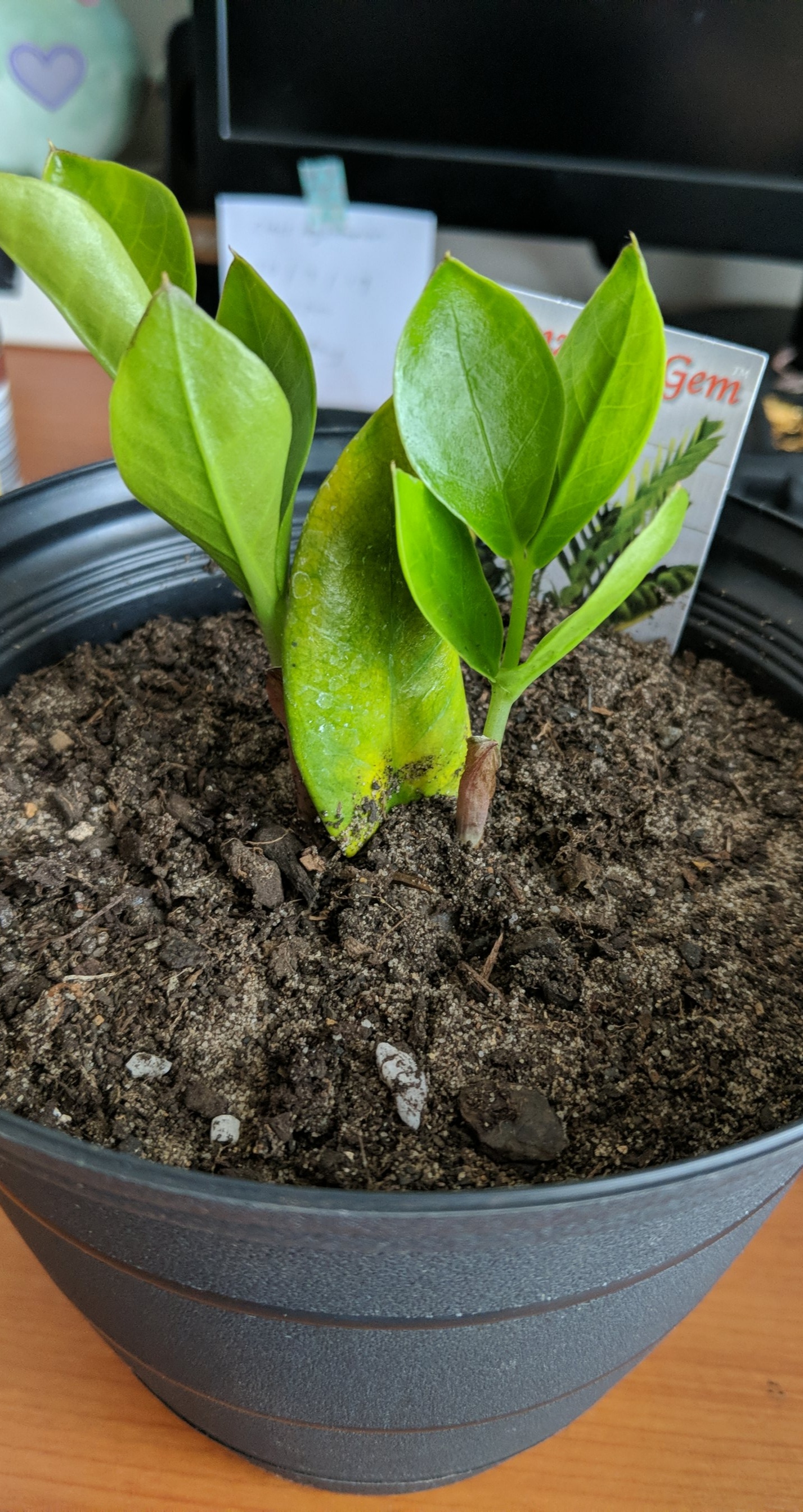 ZZ plant is yellowing! Anyone know why?