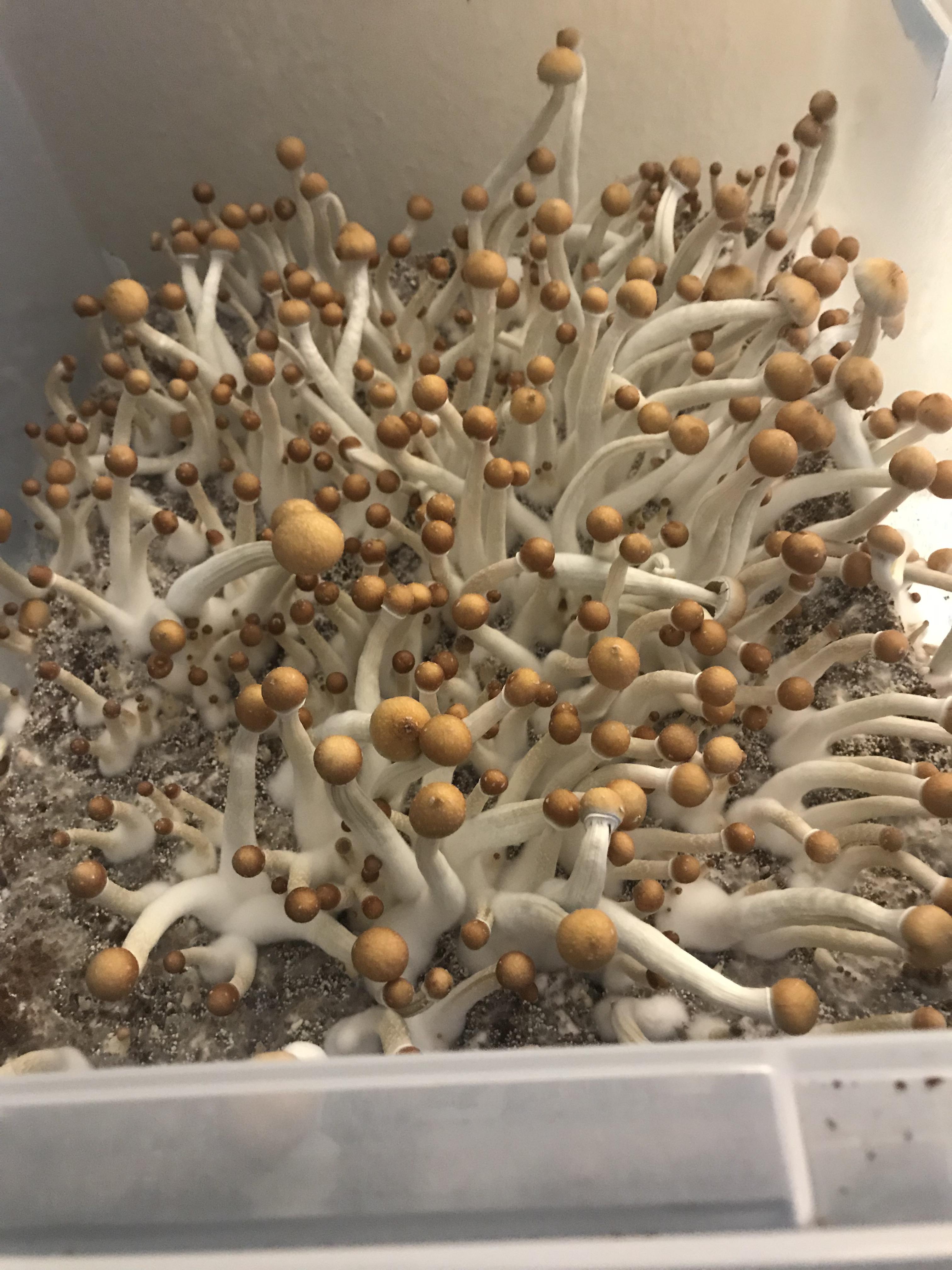 [Actives] First time, Golden Teachers r/MushroomGrowers
