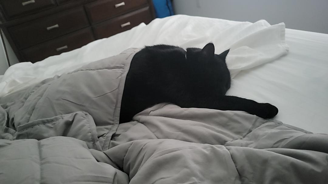 I decided to let my cat try the weighted blanket. I think he enjoys it