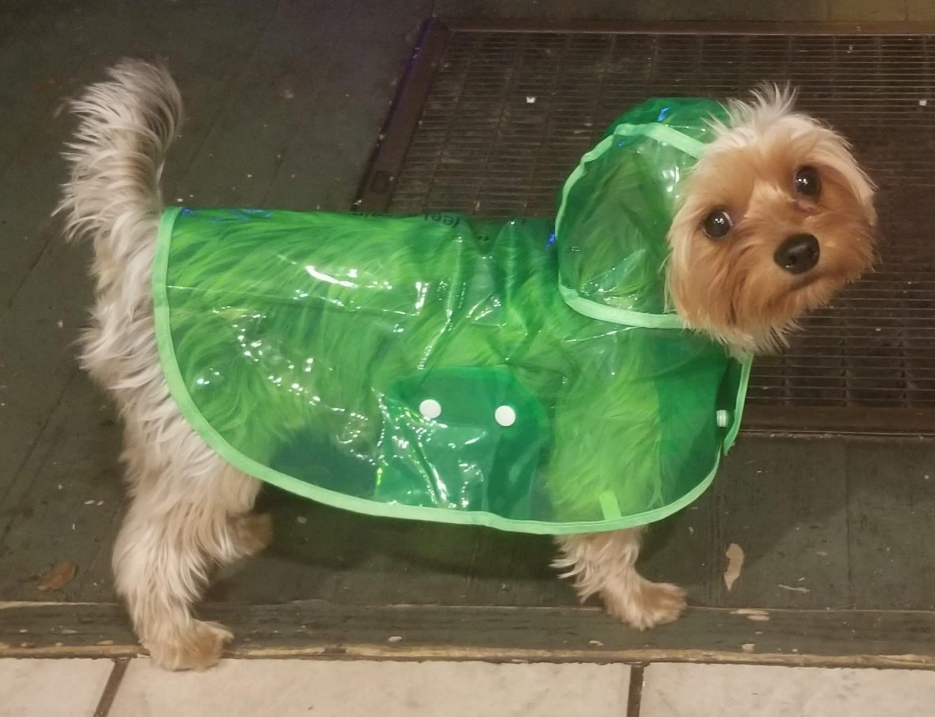 Boozer just got a raincoat. Laughing so hard. r/Yorkies