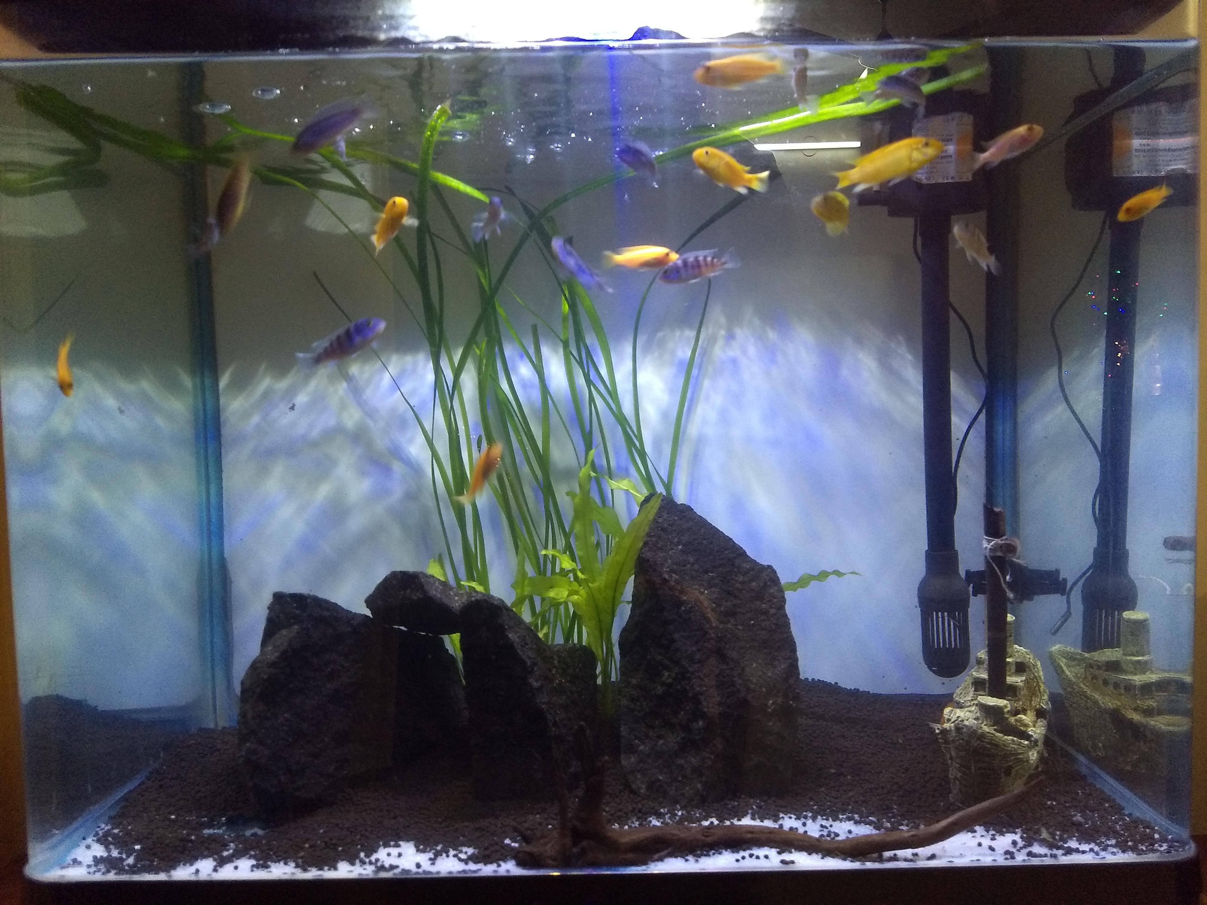 Do you think its overcrowded? Tank is 2ft*1ft*2ft (L*W*H) r/Aquariums