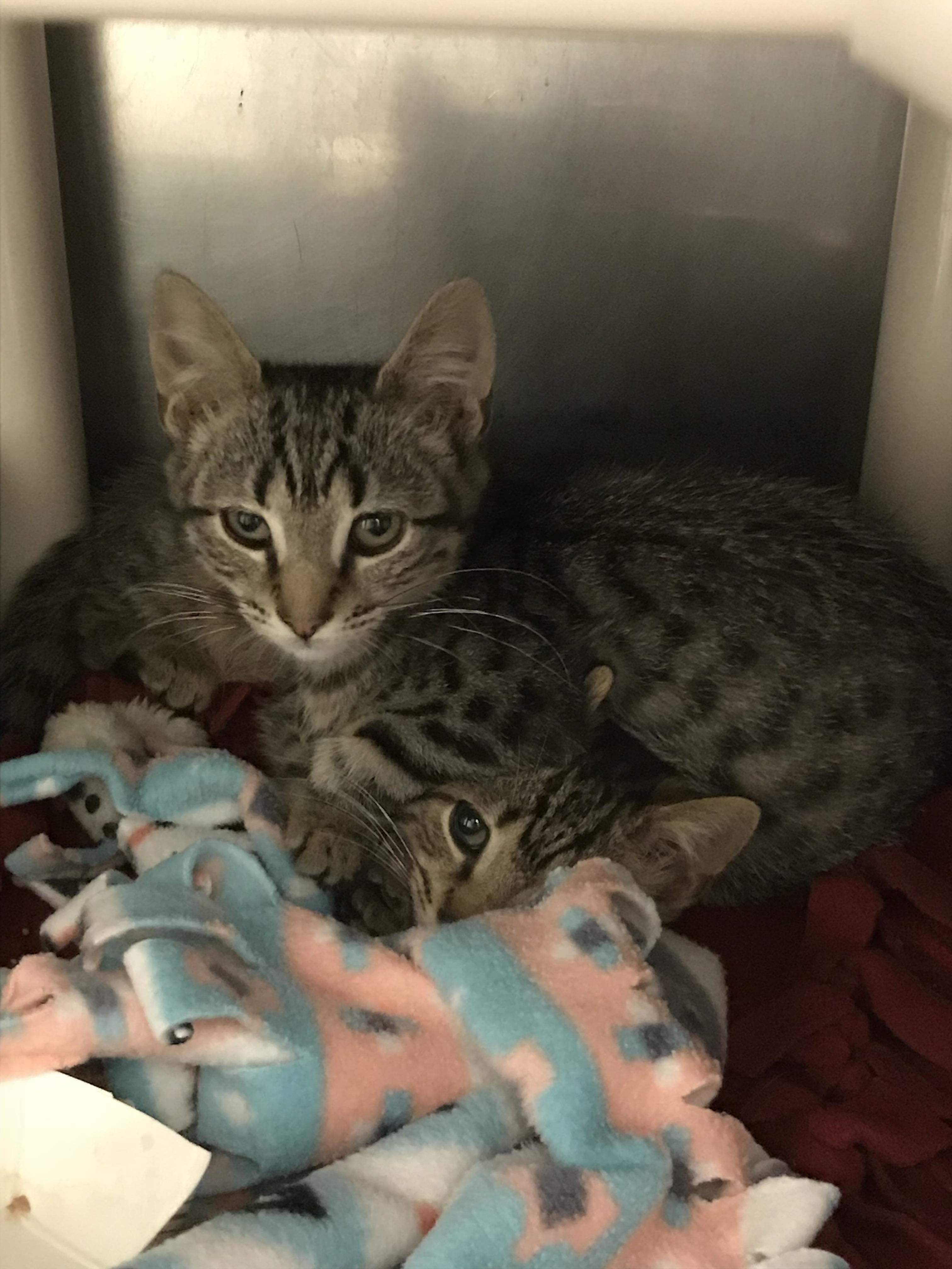 Kittens at my local shelter r/TheCuddlePuddle