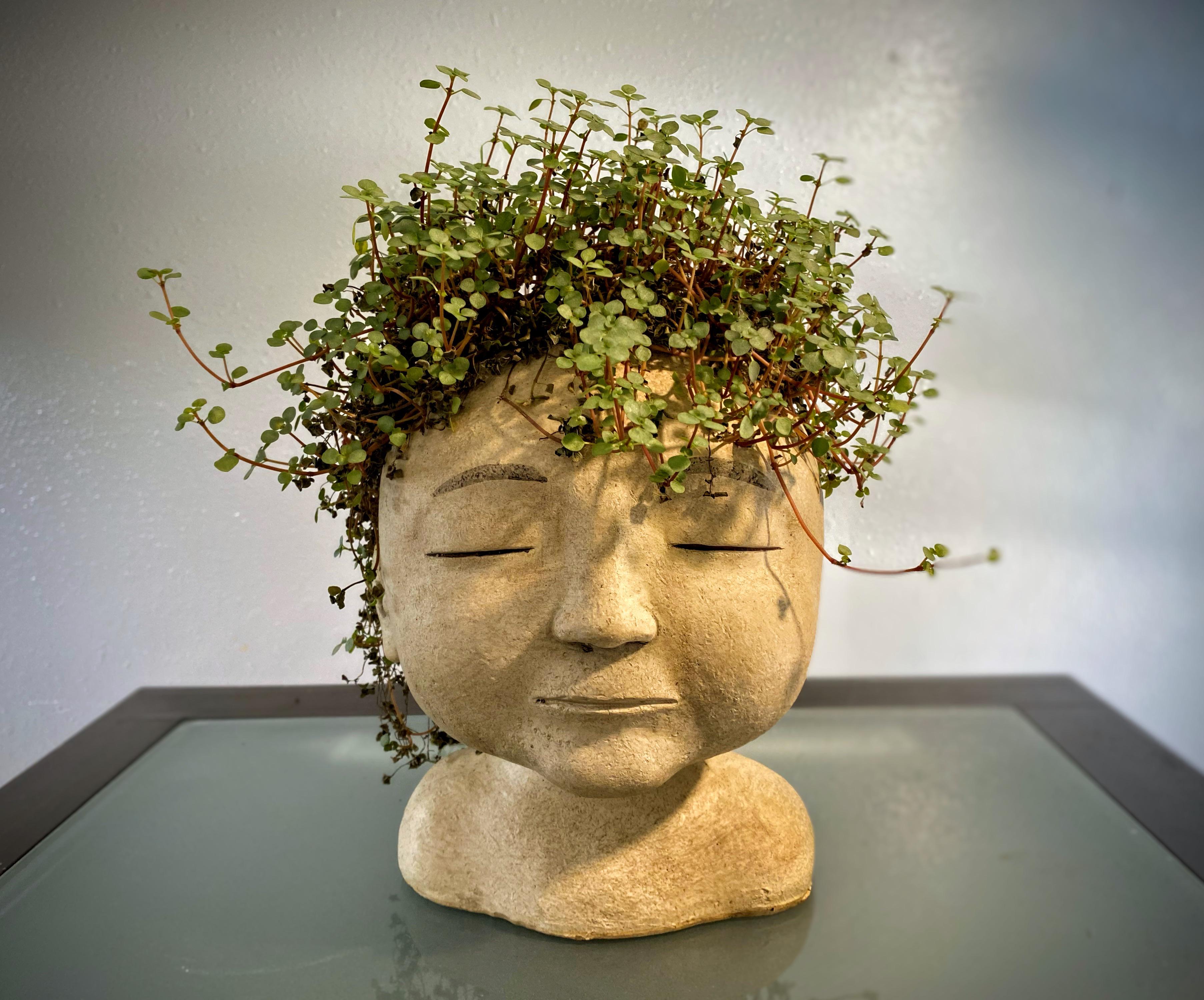 Face planters are definitely my thing! r/plants