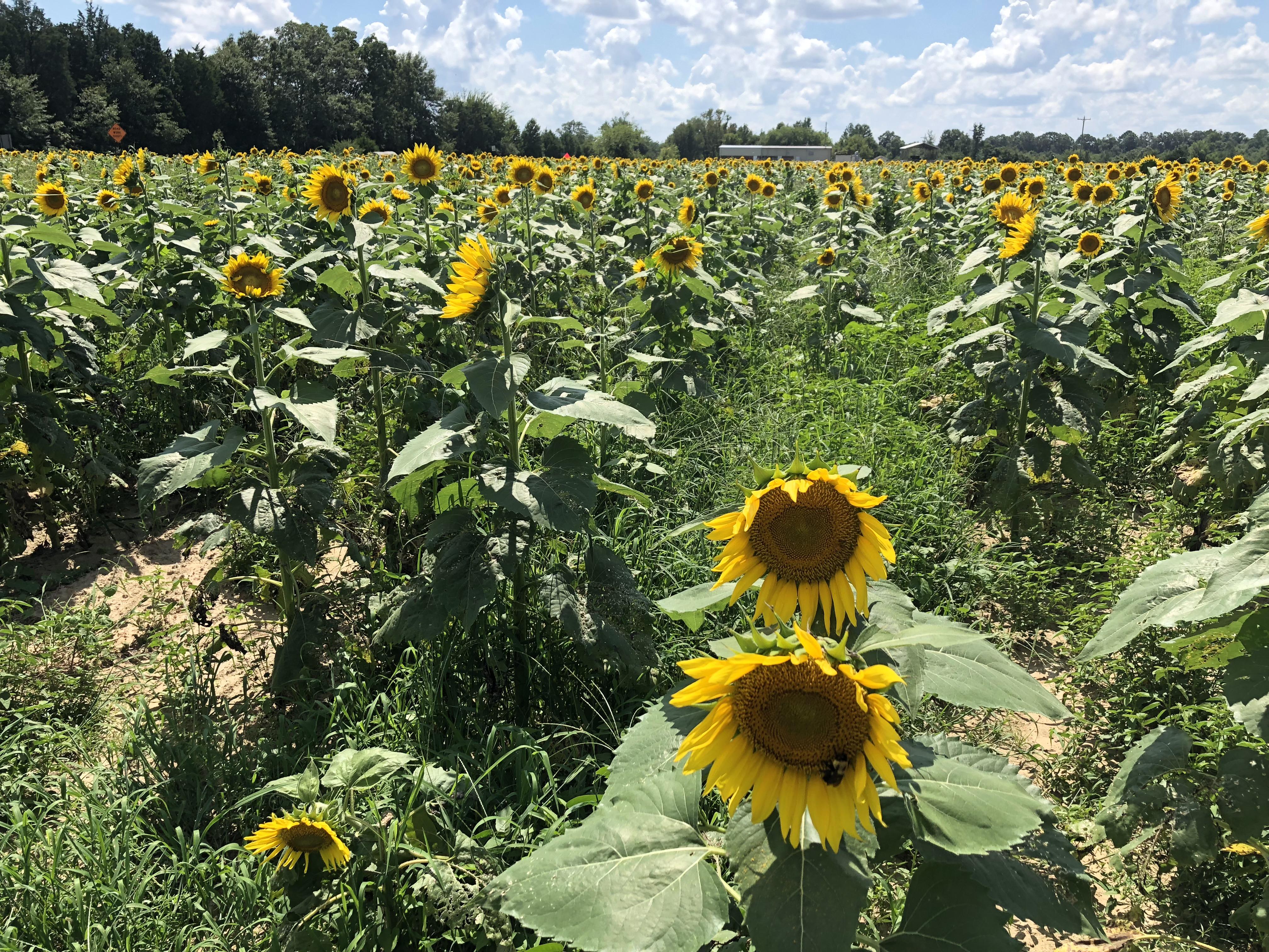 Sunflowers are blooming! r/Birmingham