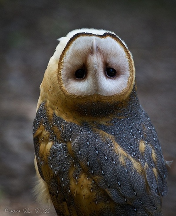 Hoot scute, owls are cute. r/aww