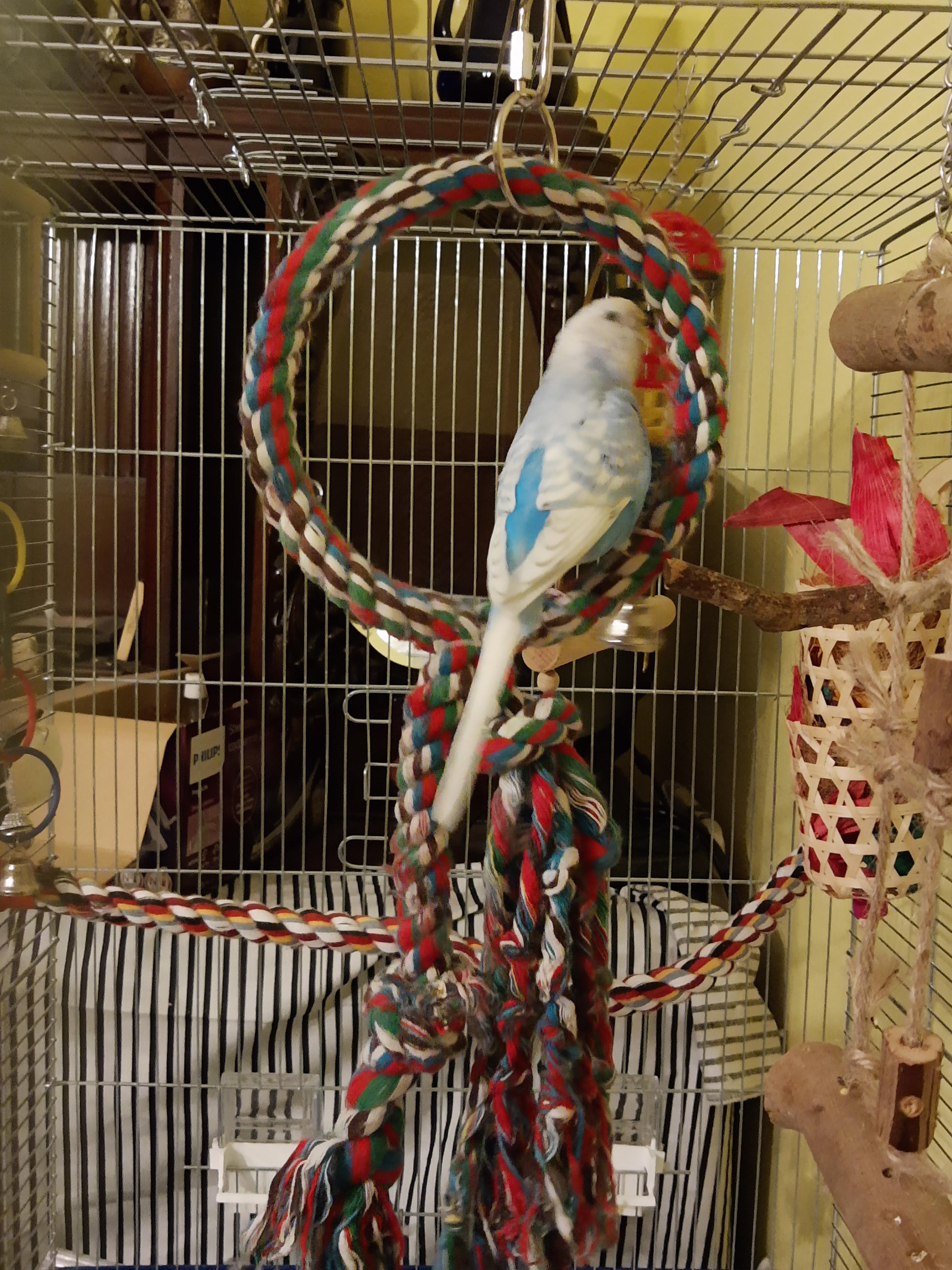 Should I remove these rope toys ? I've just read it's bad for birds r