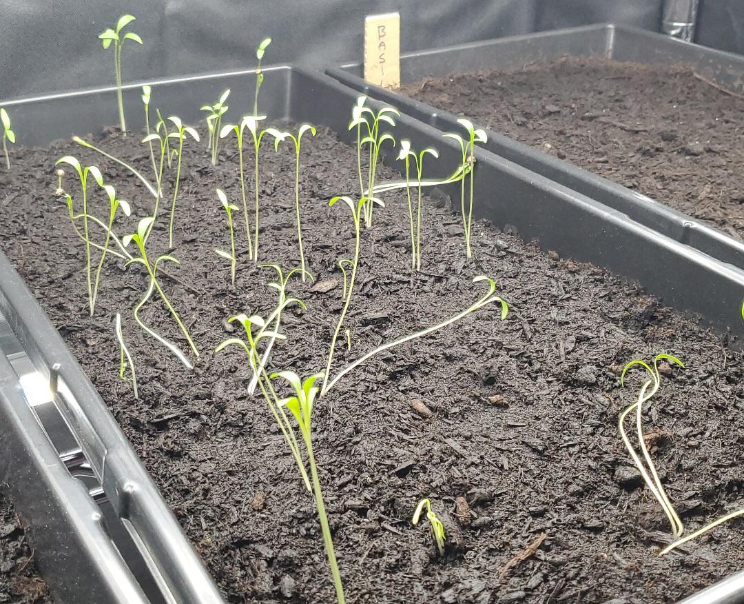 Why are some of my cilantro plants wilting? r/plantclinic