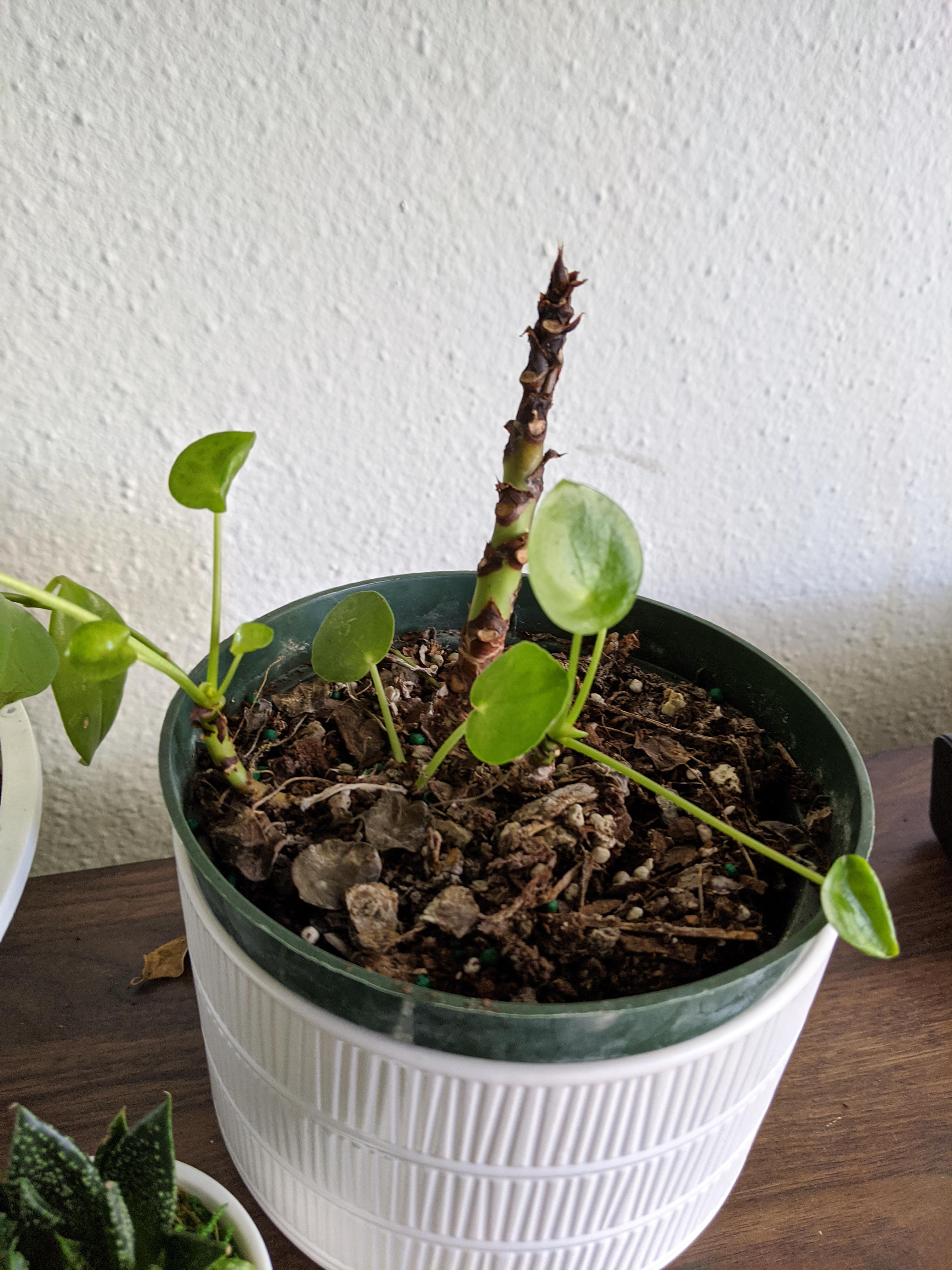 How do I save this Chinese Money Plant ) r/plants